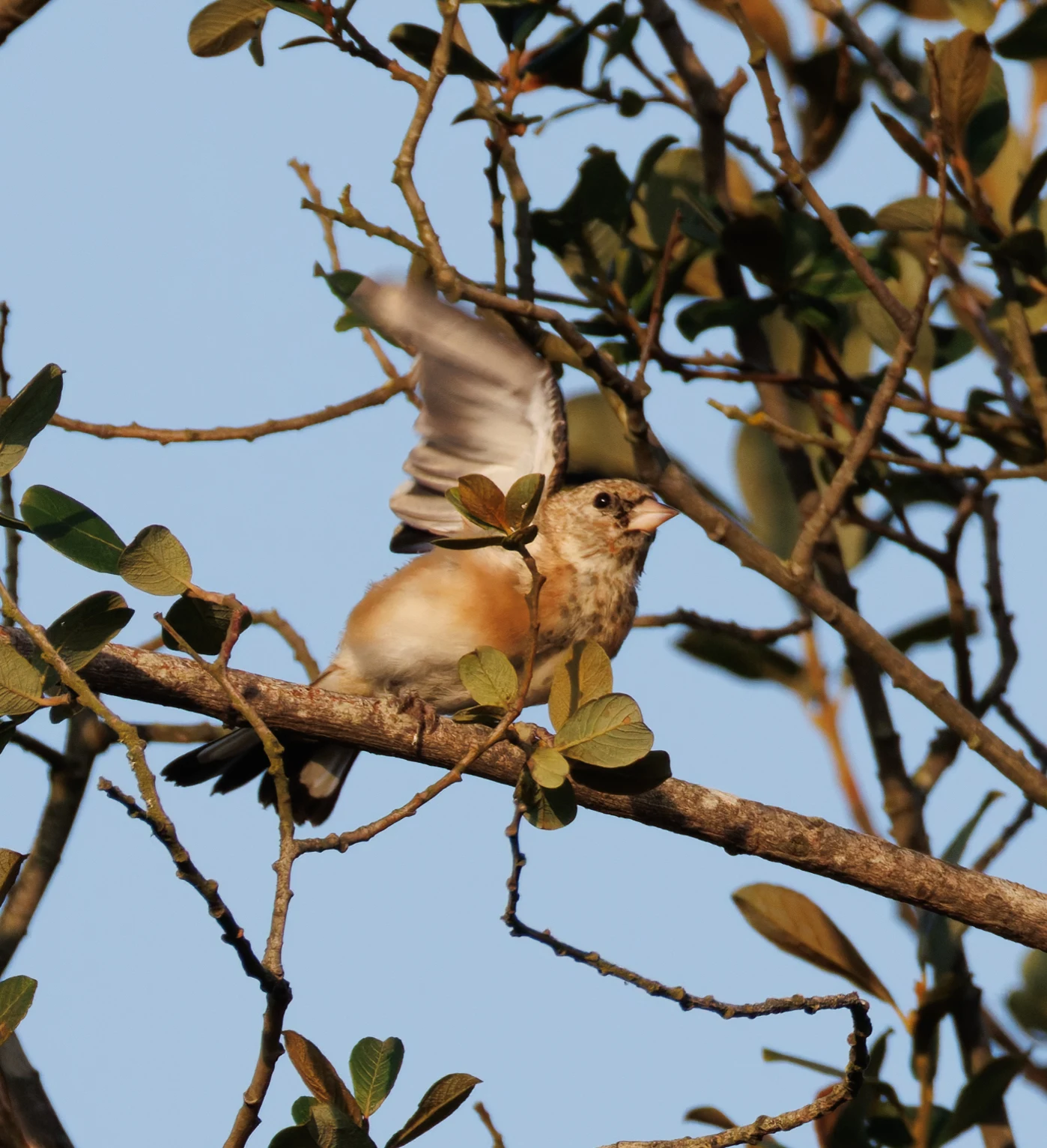 Linnet, Pig Bush, Hampshire, UK — photo by Orlando Prugel-Bennett