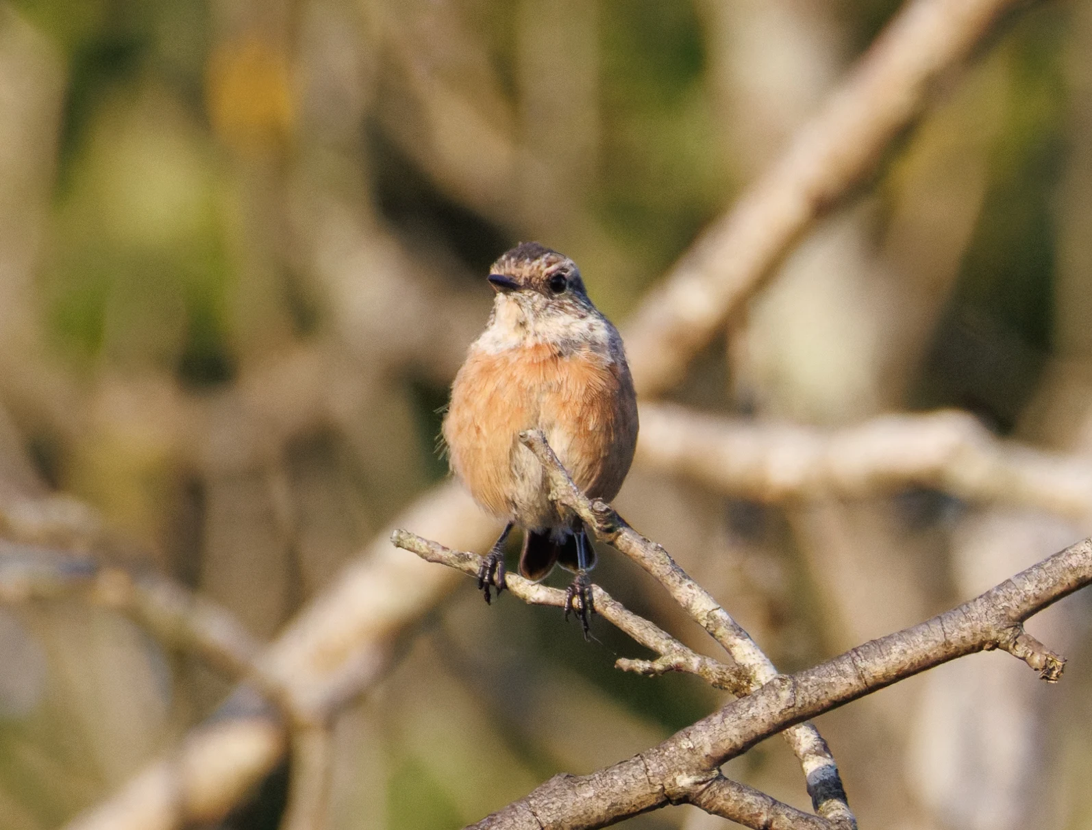 Stonechat, Pig Bush, Hampshire, UK — photo by Orlando Prugel-Bennett