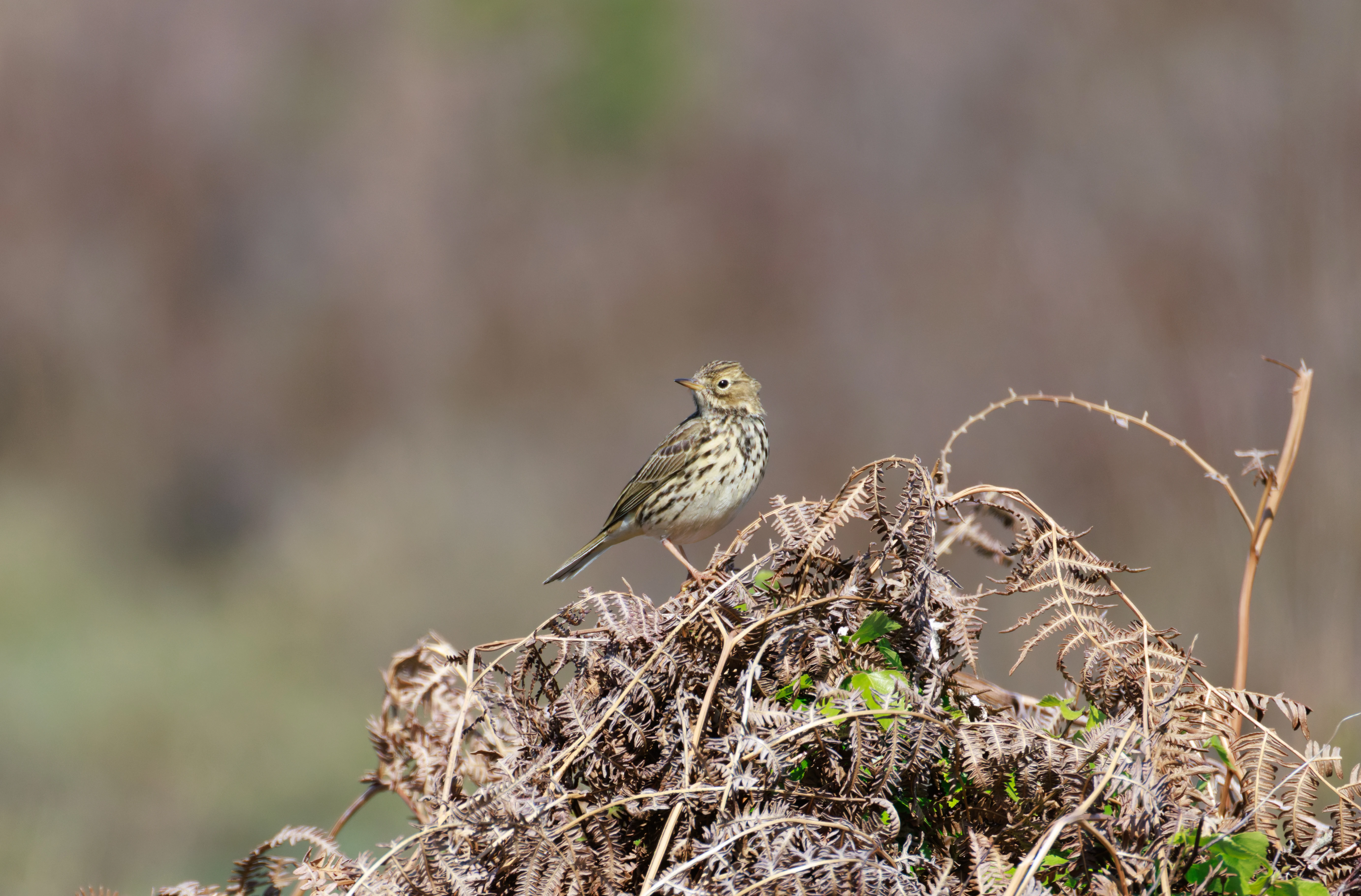Meadow Pipit, Pig Bush, Hampshire, UK — photo by Orlando Prugel-Bennett