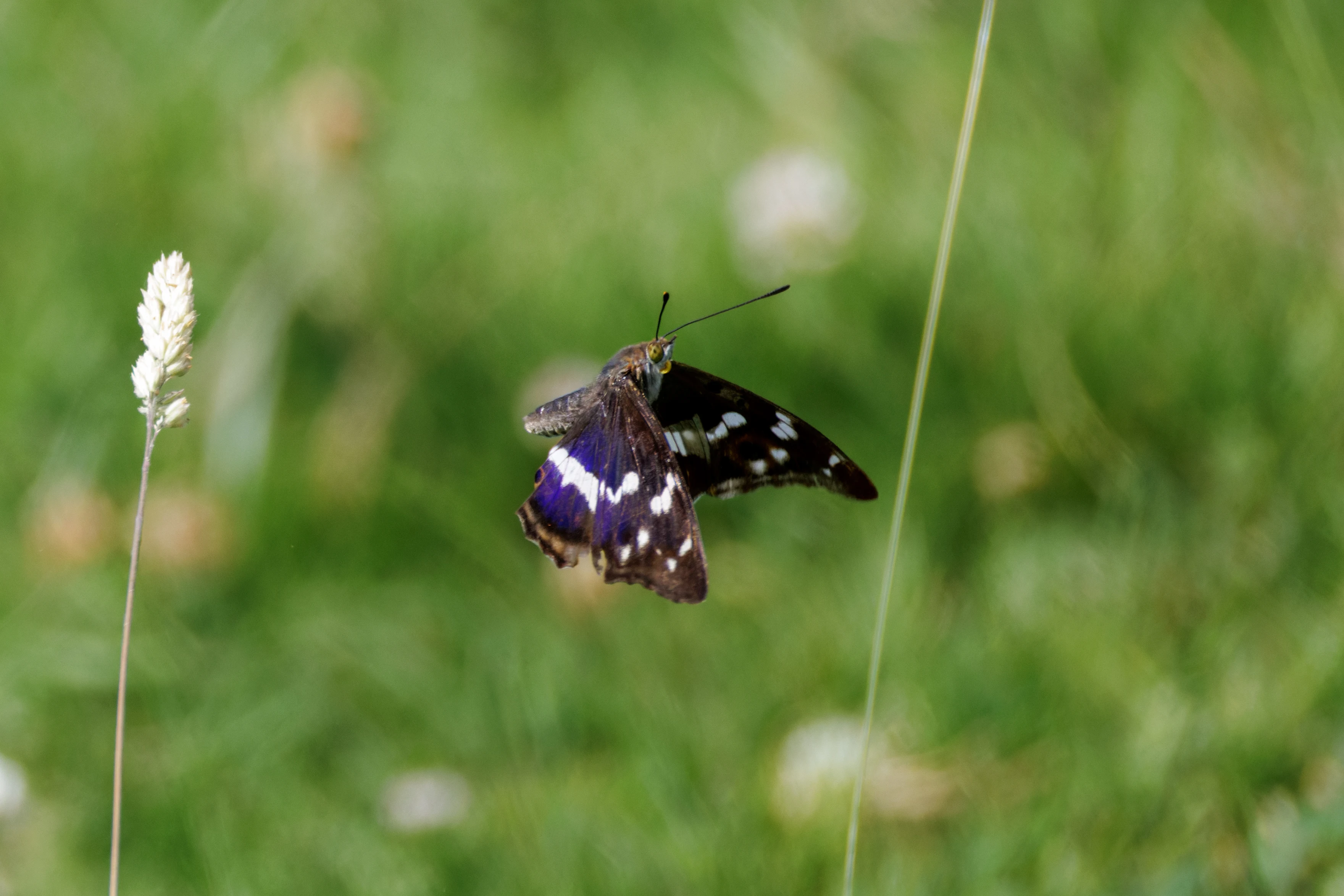 Purple Emperor, Knepp, West Sussex, UK — photo by Orlando Prugel-Bennett