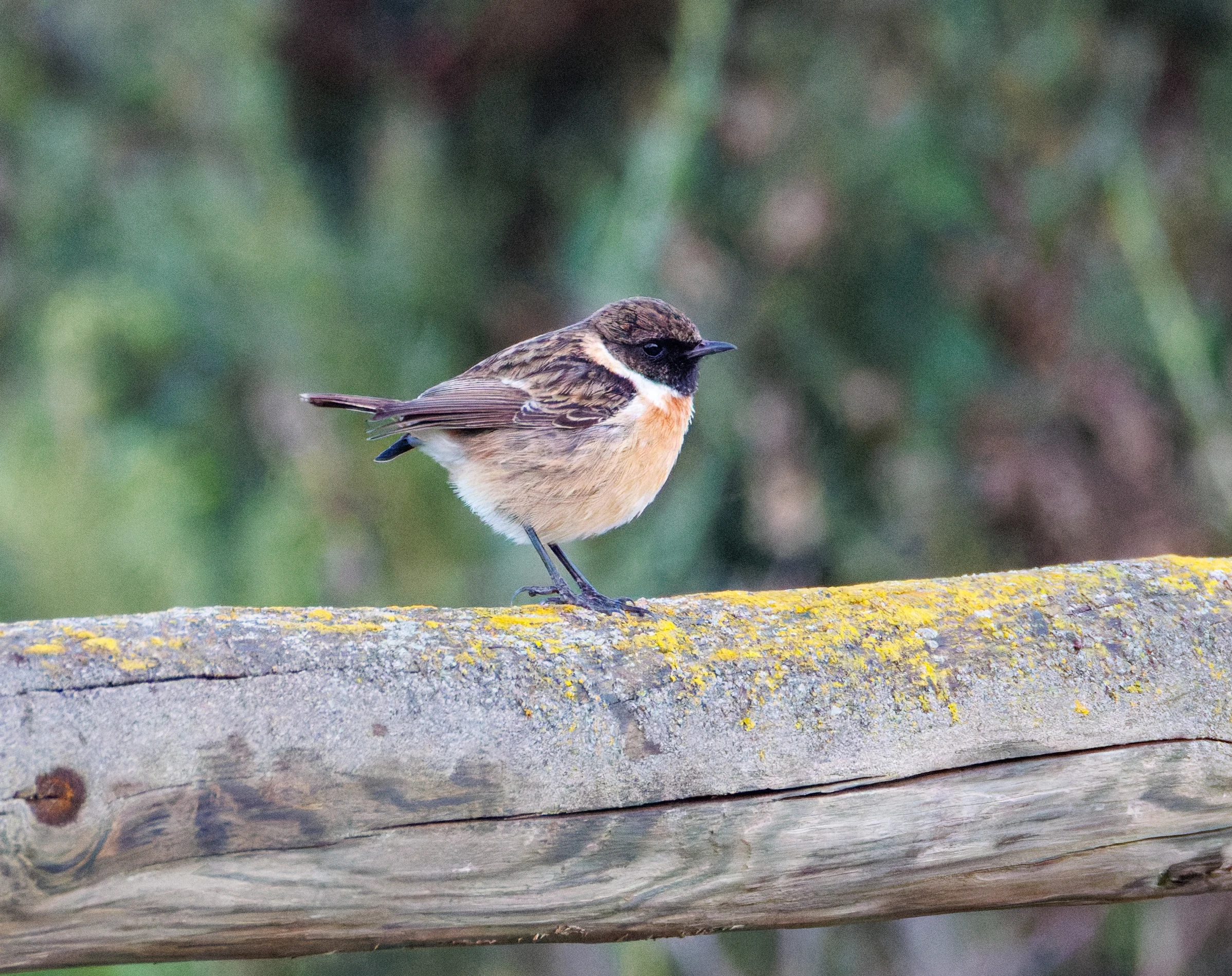 European Stonechat, Clot de Galvany, Alicante, Spain — photo by Orlando Prugel-Bennett