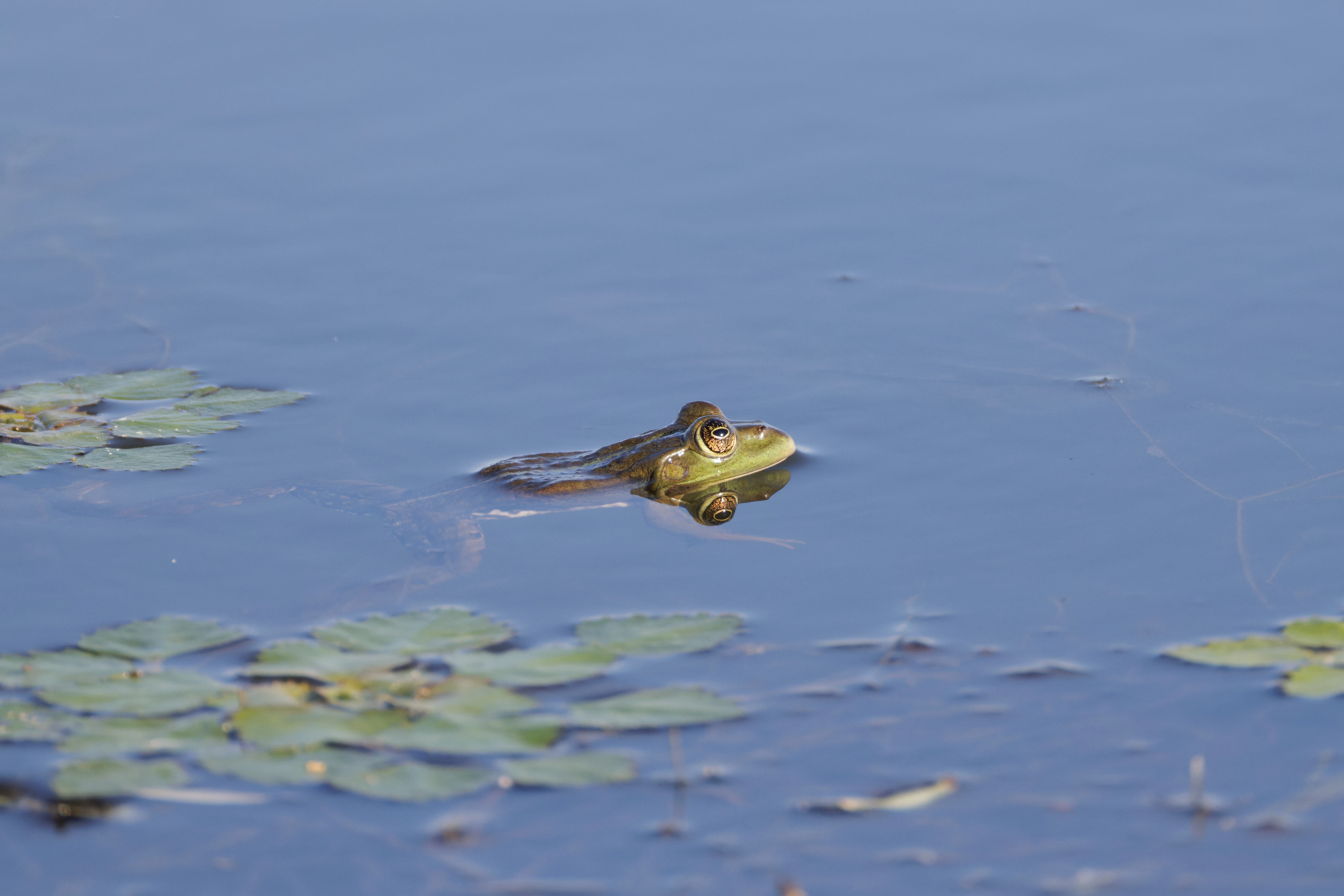 Frog, Danube Delta, Romania — photo by Orlando Prugel-Bennett