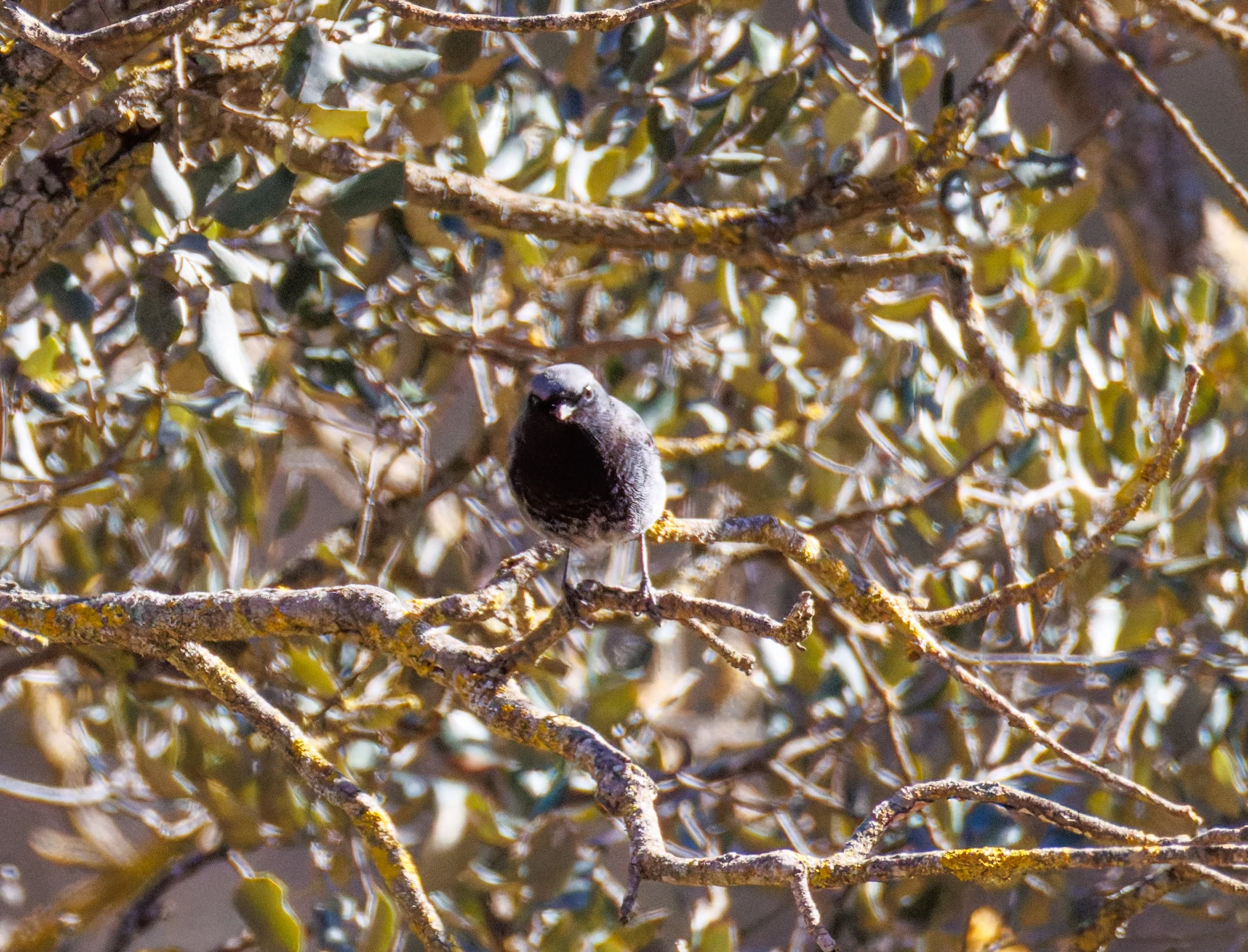 Black Redstart, Maigmo, Alicante, Spain — photo by Orlando Prugel-Bennett