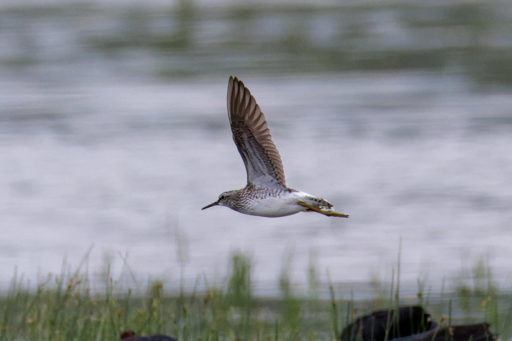 Wood Sandpiper, Romania — photo by Orlando Prugel-Bennett