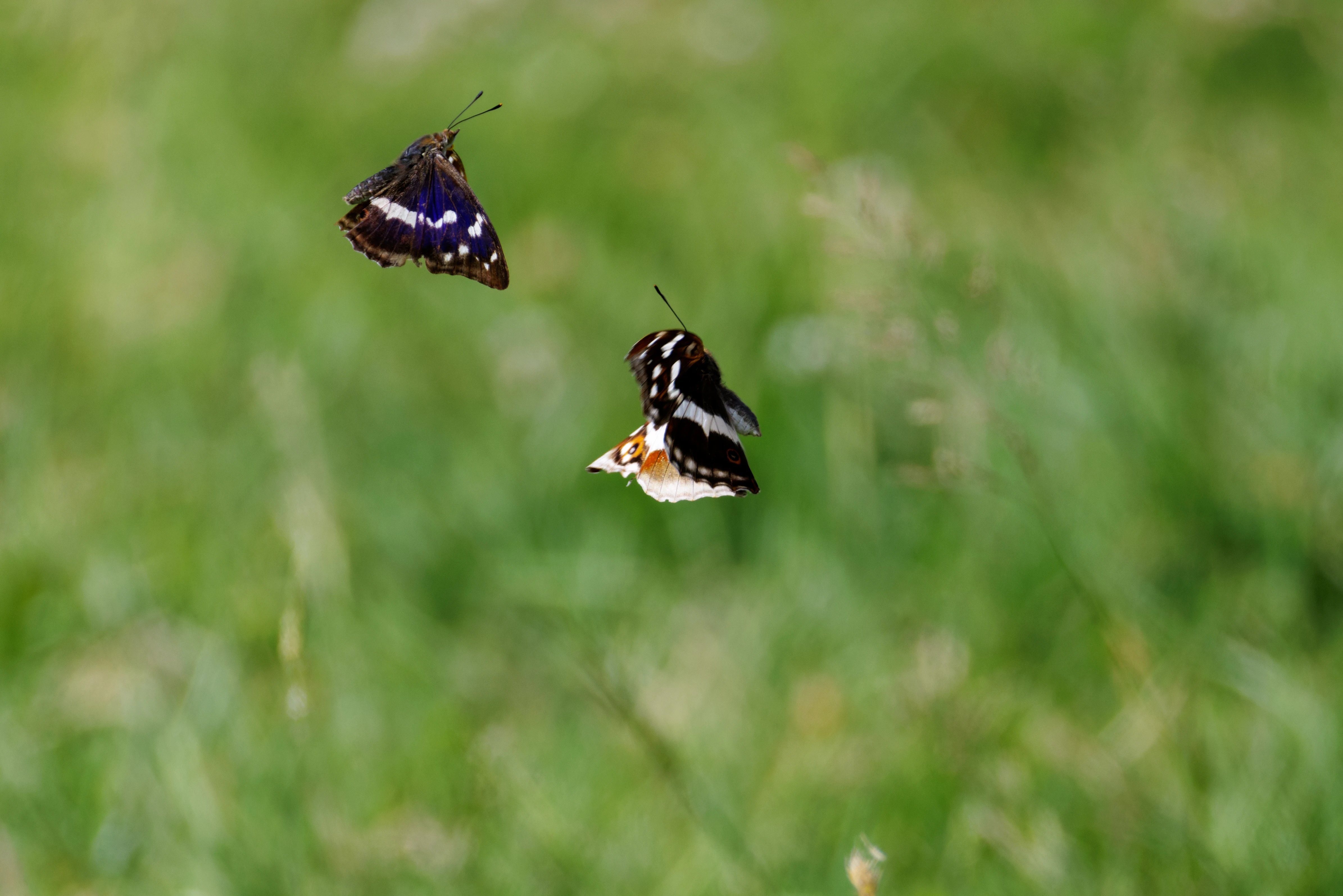 Purple Emperor butterflies, Knepp, West Sussex, UK — photo by Orlando Prugel-Bennett