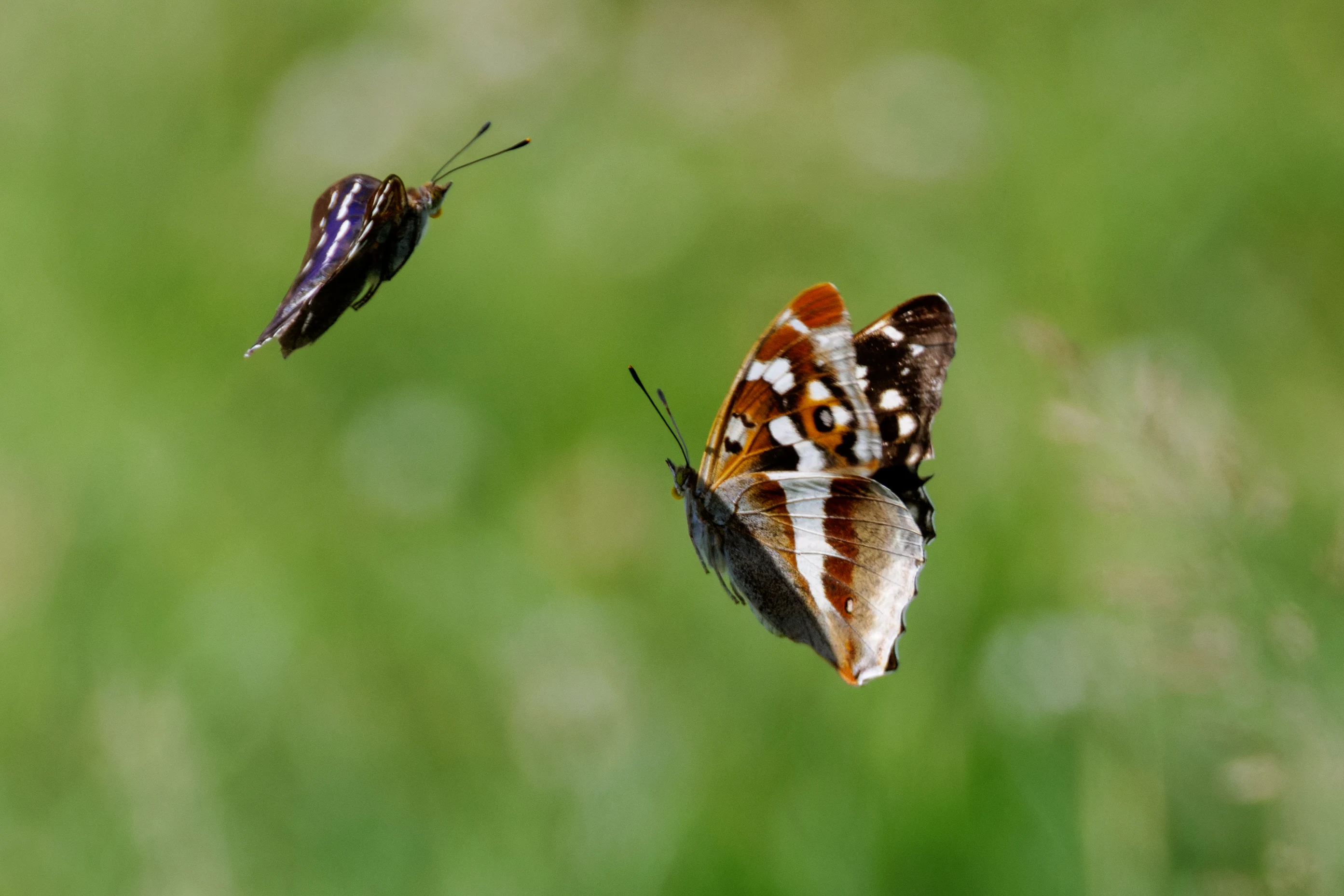 Purple Emperor butterflies, Knepp, West Sussex, UK — photo by Orlando Prugel-Bennett