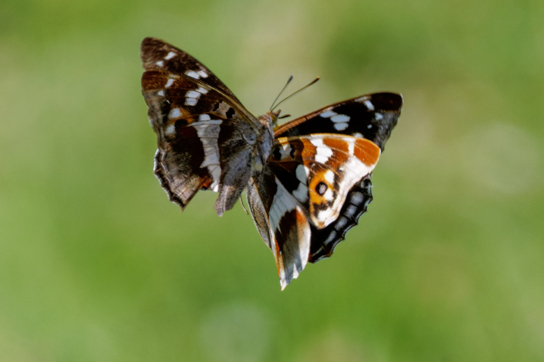 Purple Emperor butterflies, Knepp, West Sussex, UK — photo by Orlando Prugel-Bennett