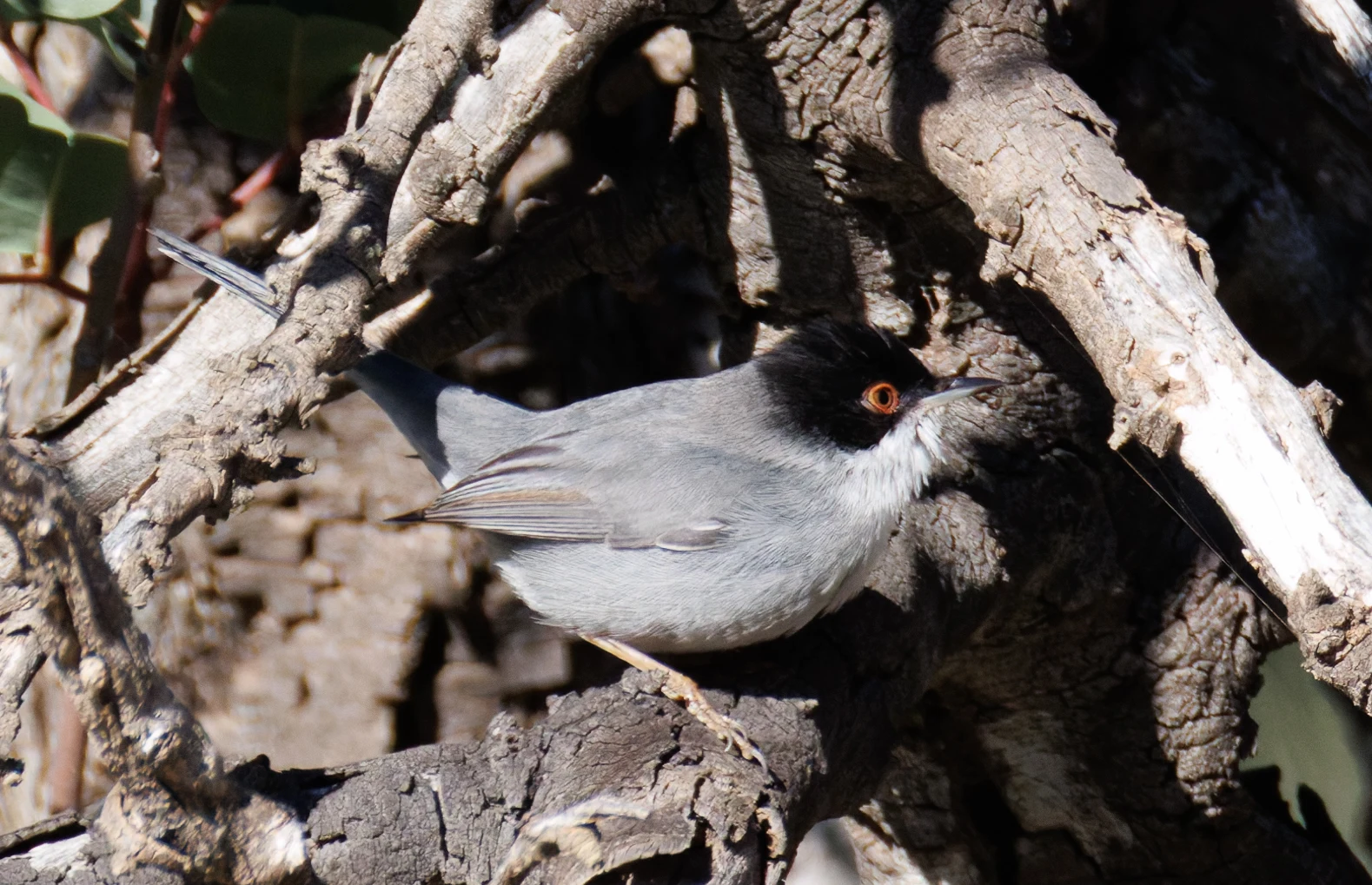 Sardinian Warbler, Maigmo, Alicante, Spain — photo by Orlando Prugel-Bennett