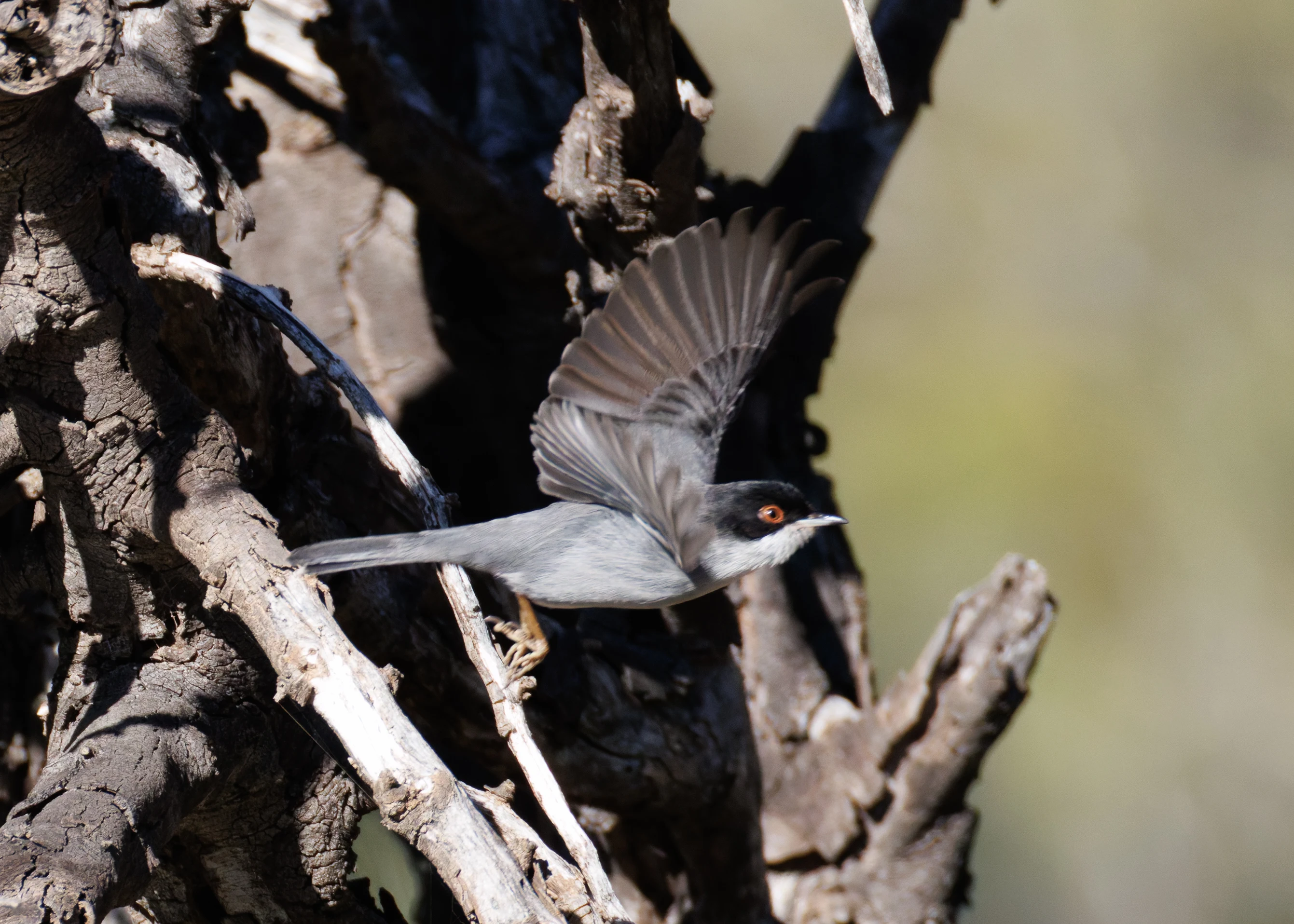 Sardinian Warbler, Maigmo, Alicante, Spain — photo by Orlando Prugel-Bennett