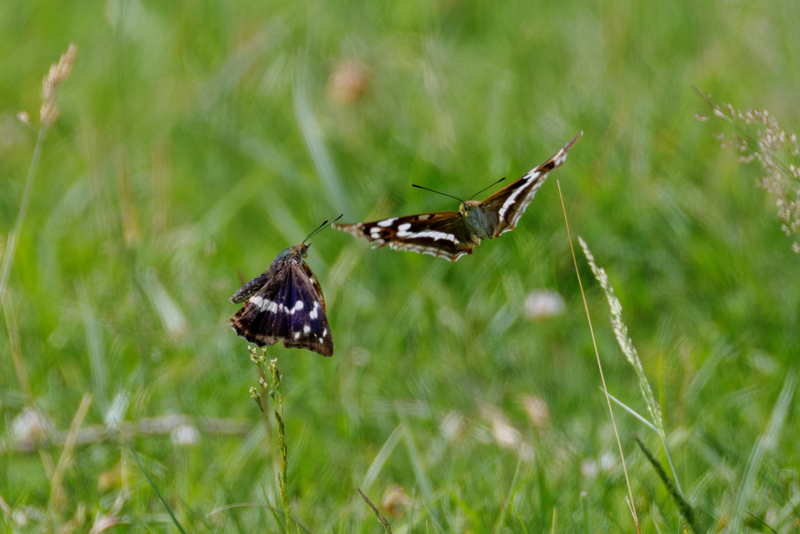 Purple Emperor butterflies, Knepp, West Sussex, UK — photo by Orlando Prugel-Bennett