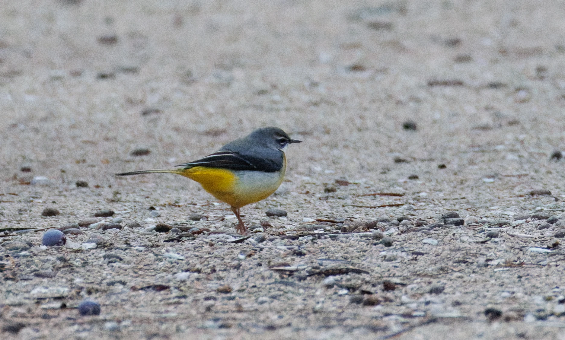 Grey Wagtail, Clot de Galvany, Alicante, Spain — photo by Orlando Prugel-Bennett