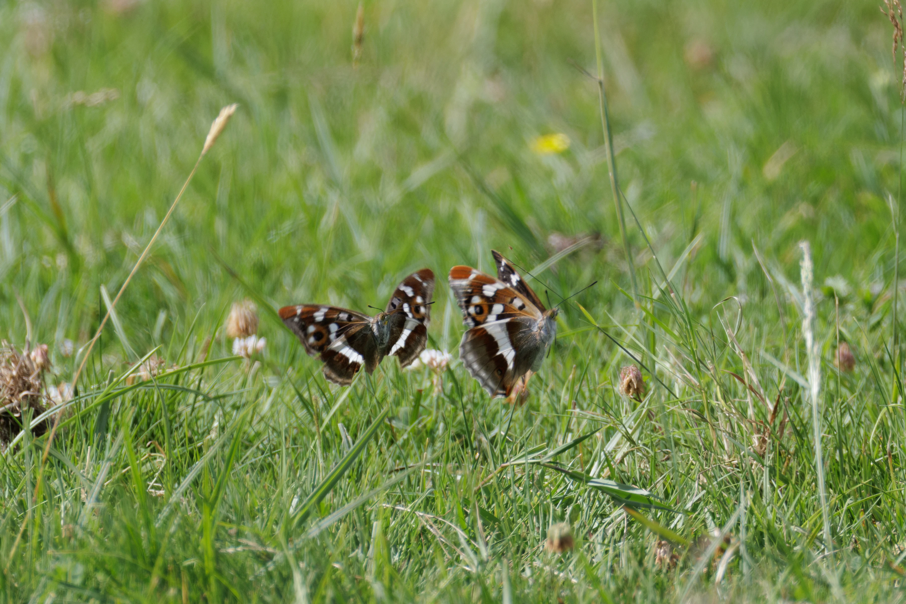 Purple Emperor butterflies, Knepp, West Sussex, UK — photo by Orlando Prugel-Bennett