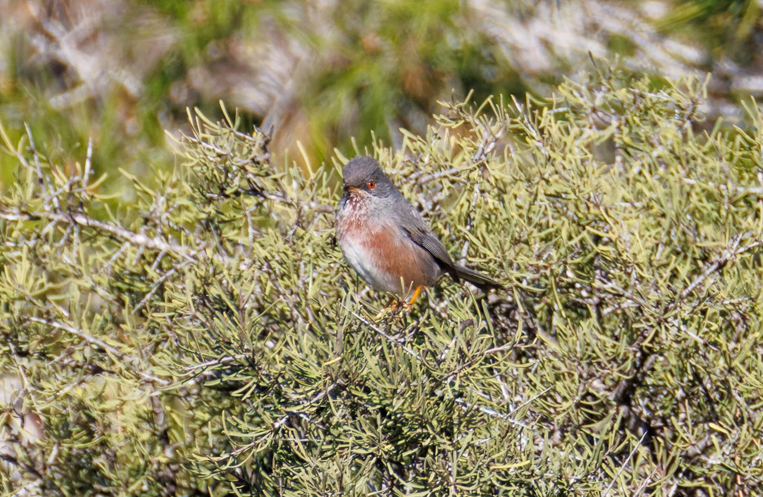 Dartford Warbler, Maigmo, Alicante, Spain — photo by Orlando Prugel-Bennett