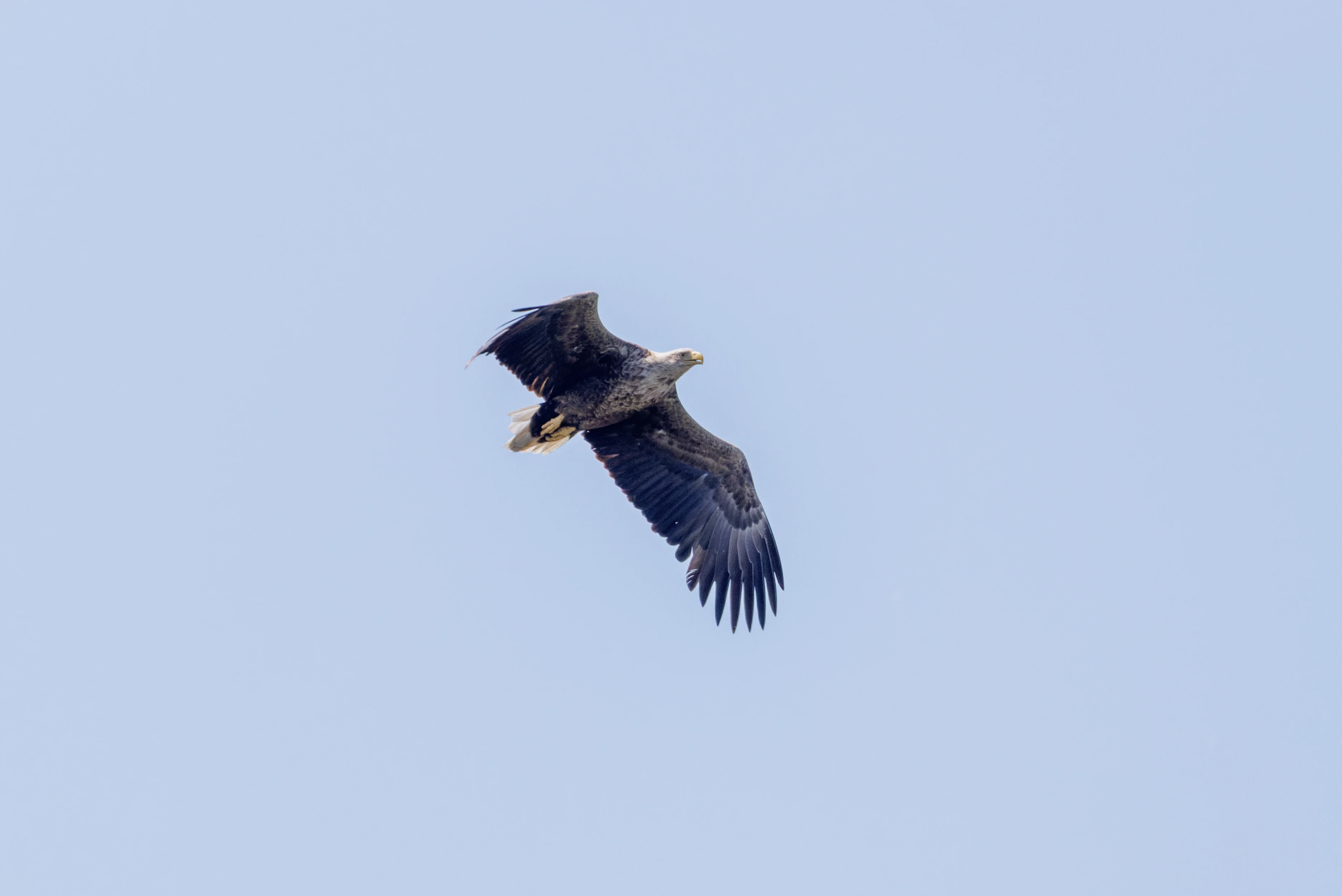 White-tailed Eagle, Danube Delta, Romania — photo by Orlando Prugel-Bennett