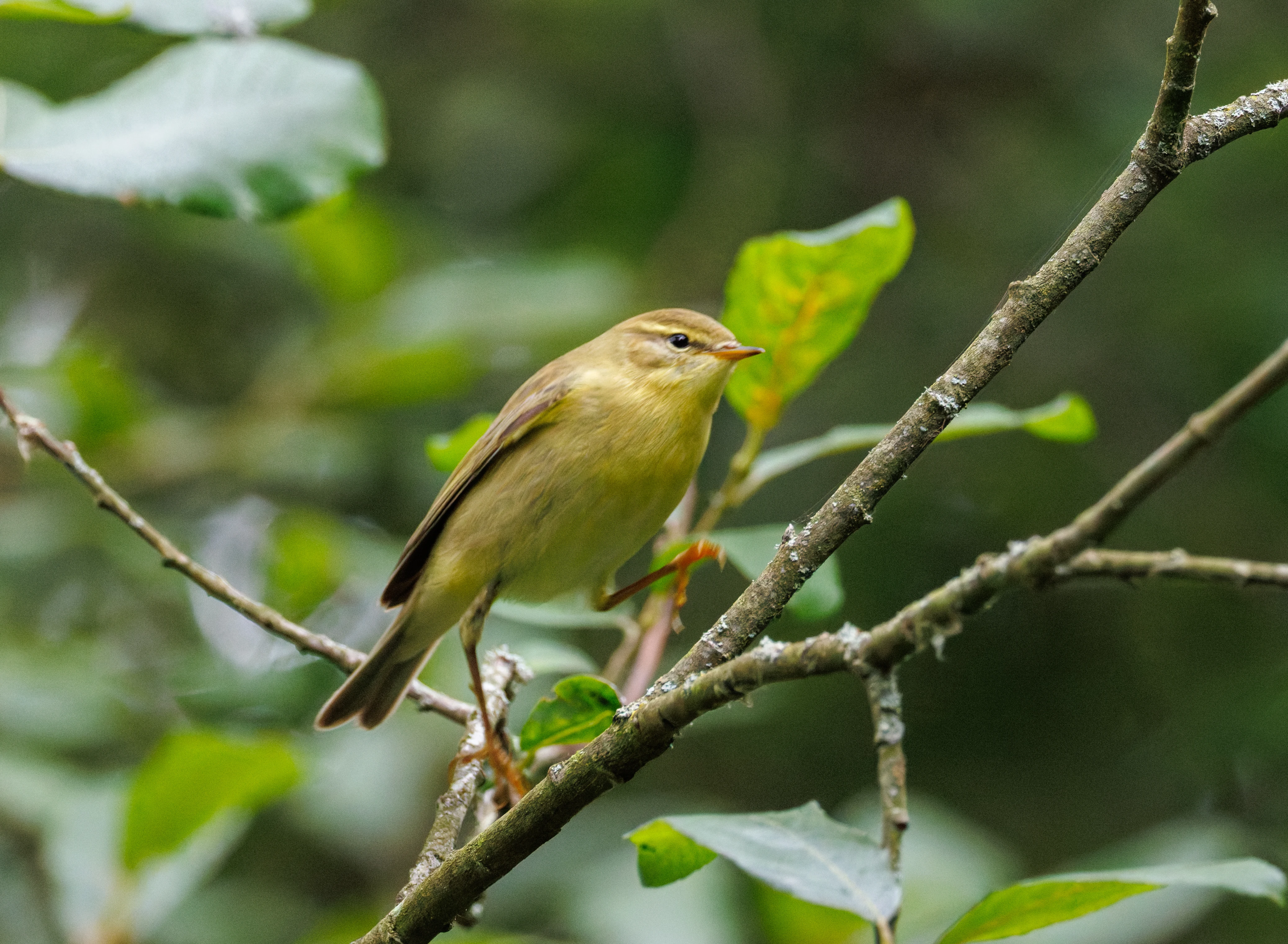 Willow Warbler, Fishlake Meadows, Romsey, Hampshire, UK — photo by Orlando Prugel-Bennett