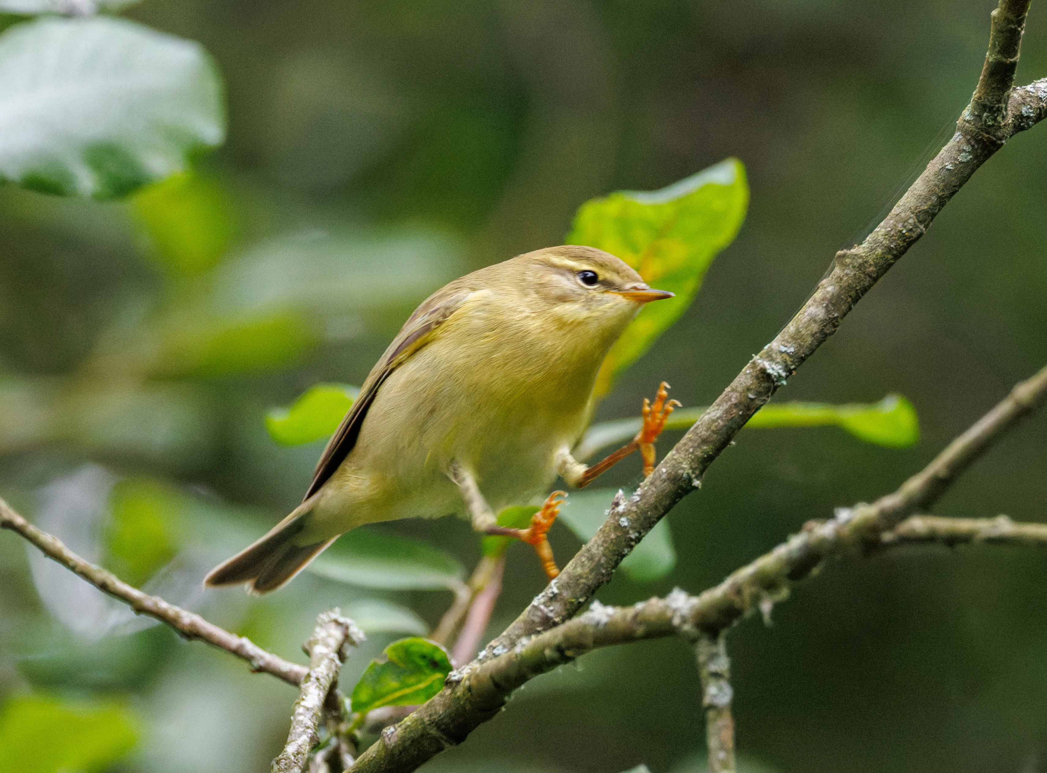 Willow Warbler, Fishlake Meadows, Romsey, Hampshire, UK — photo by Orlando Prugel-Bennett