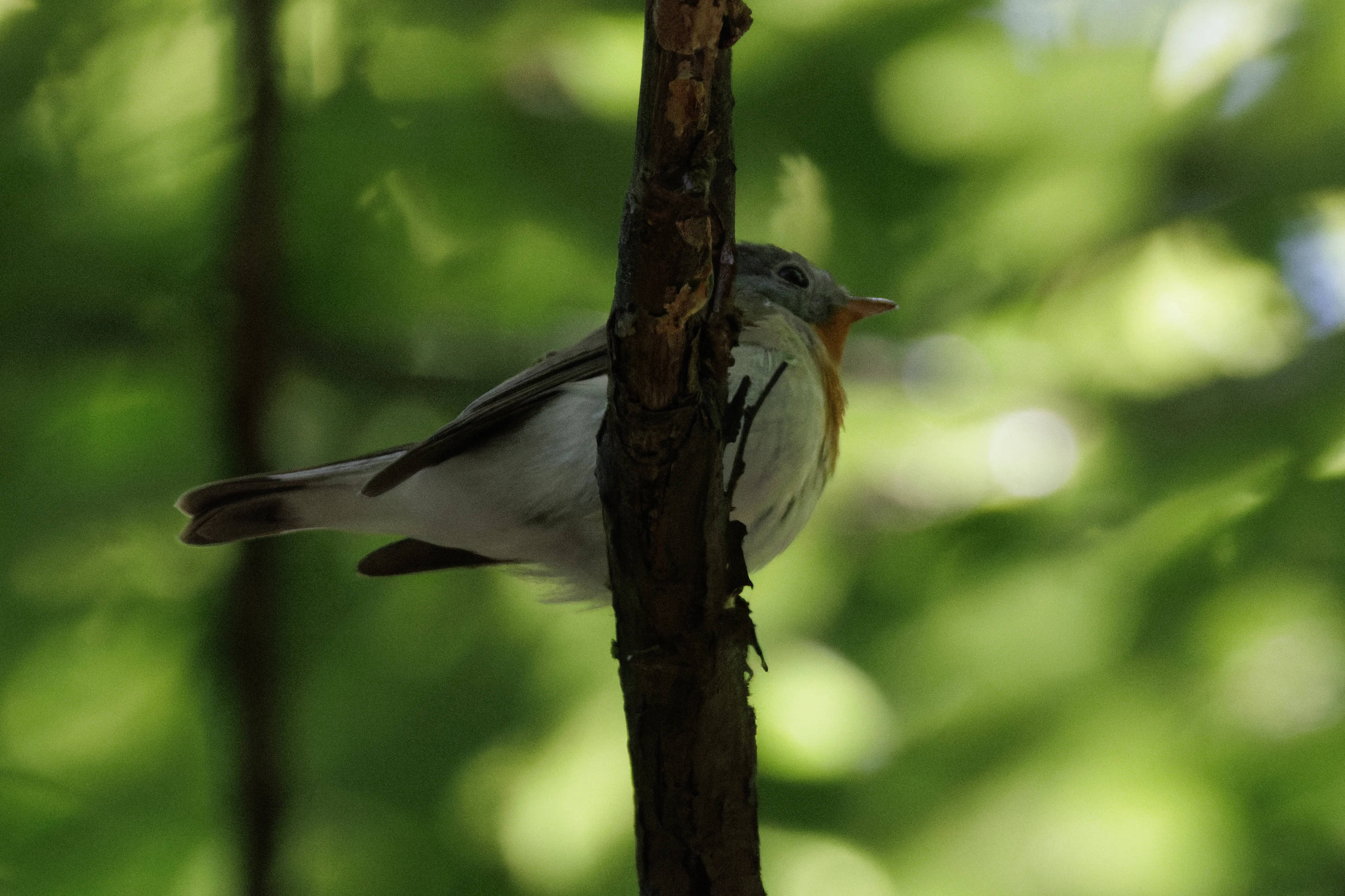 Red-breasted Flycatcher, Romanian Steppe, Romania — photo by Orlando Prugel-Bennett