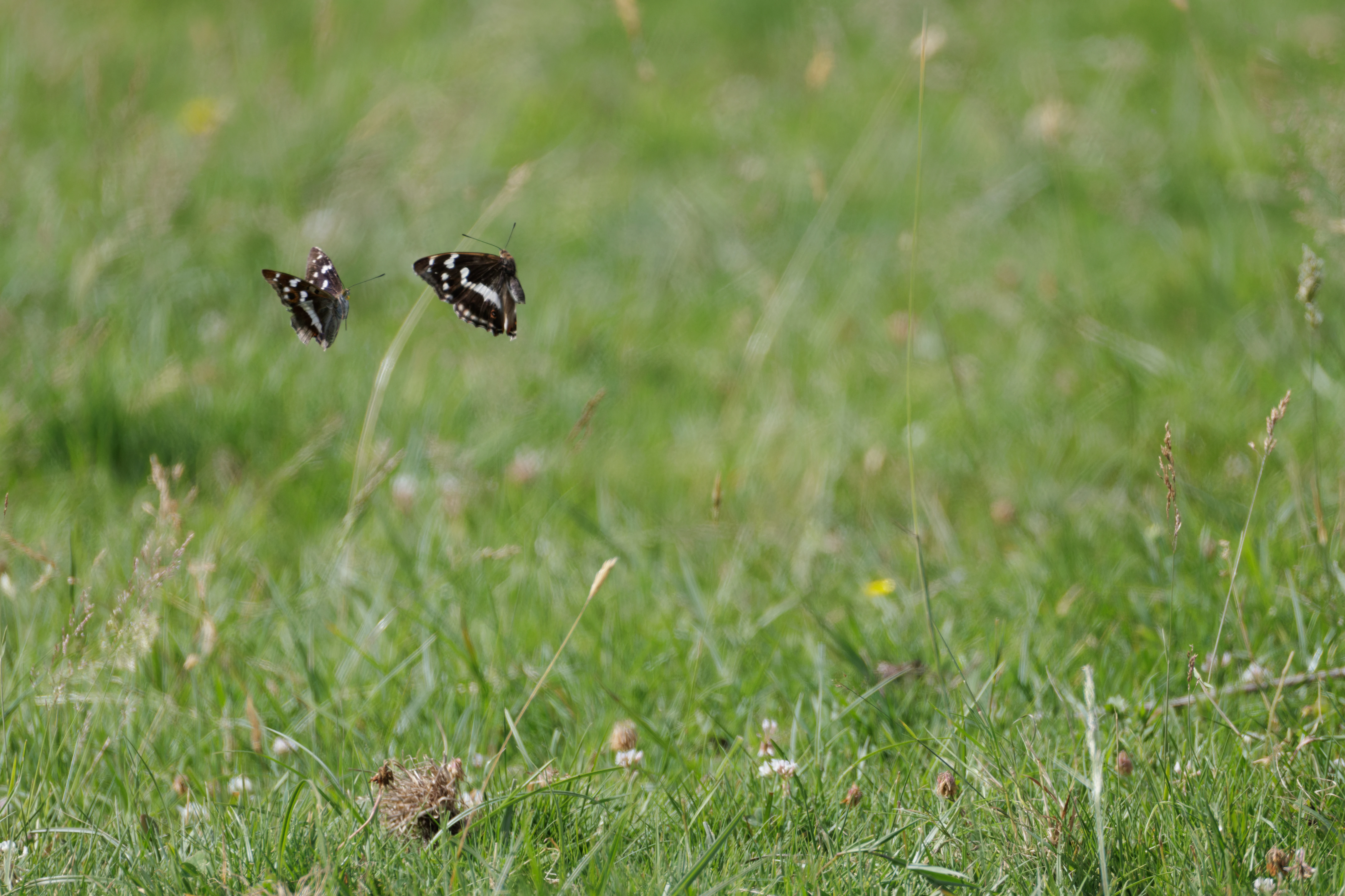 Purple Emperor butterflies, Knepp, West Sussex, UK — photo by Orlando Prugel-Bennett