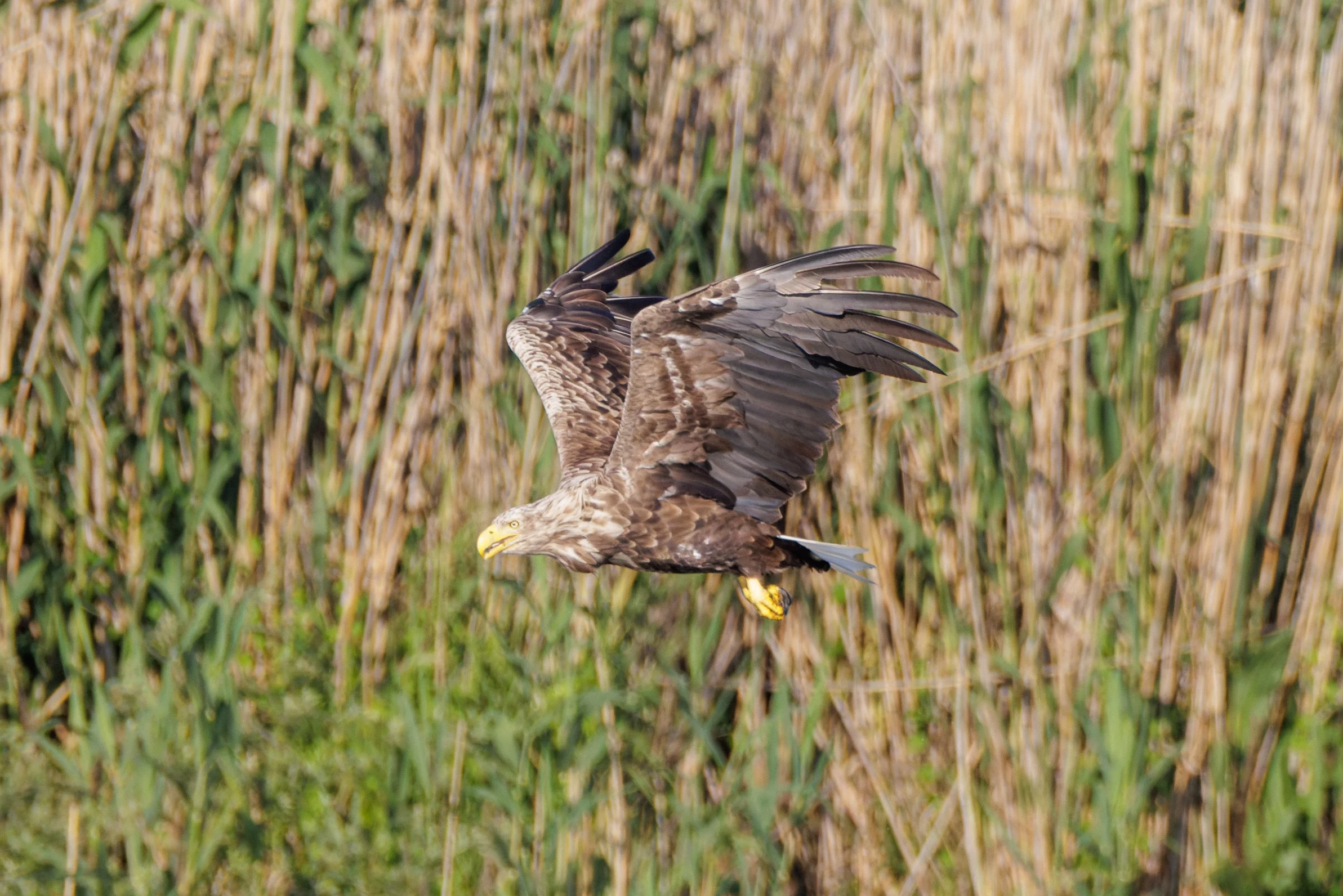 White-tailed Eagle, Danube Delta, Romania — photo by Orlando Prugel-Bennett