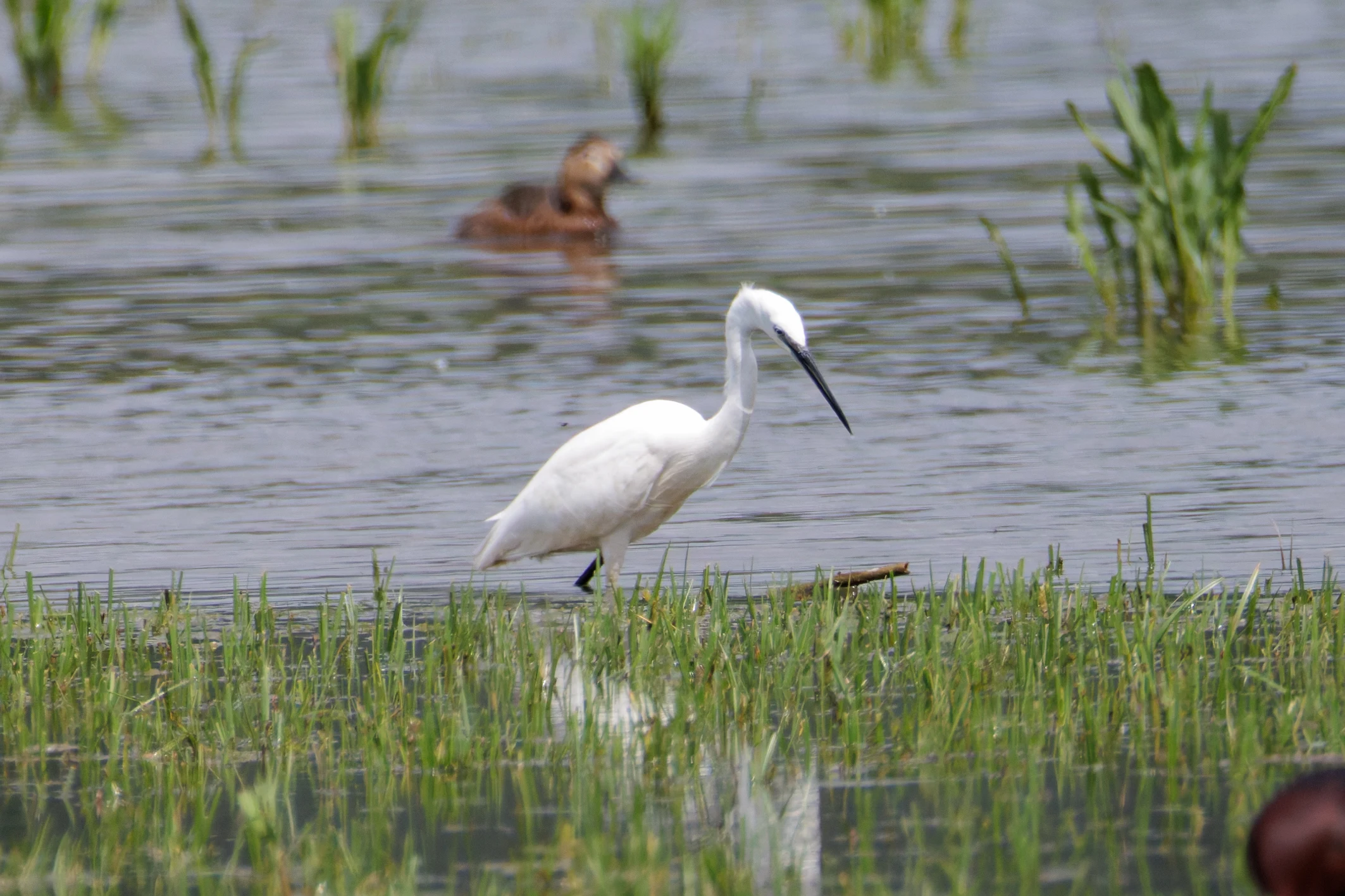 Little Egret, Romania — photo by Orlando Prugel-Bennett