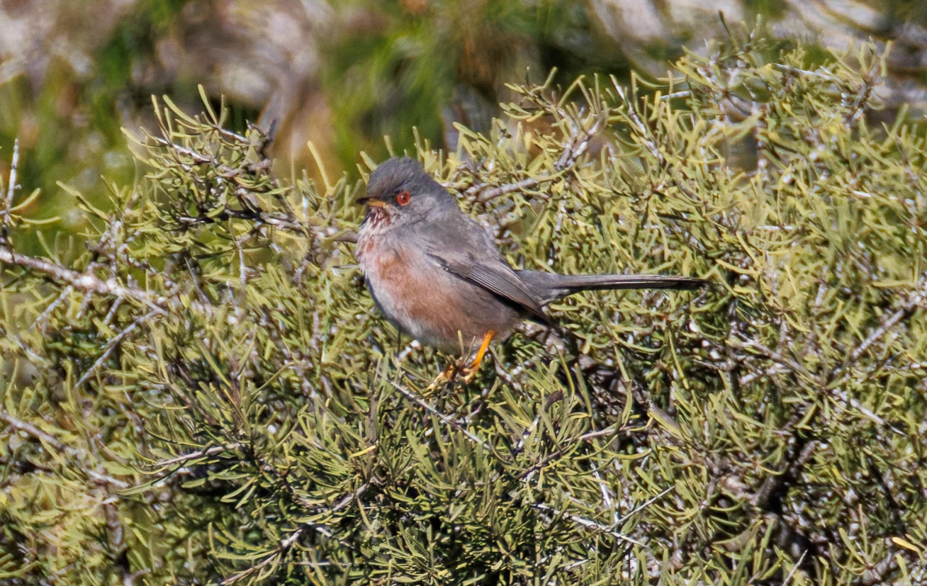 Dartford Warbler, Maigmo, Alicante, Spain — photo by Orlando Prugel-Bennett