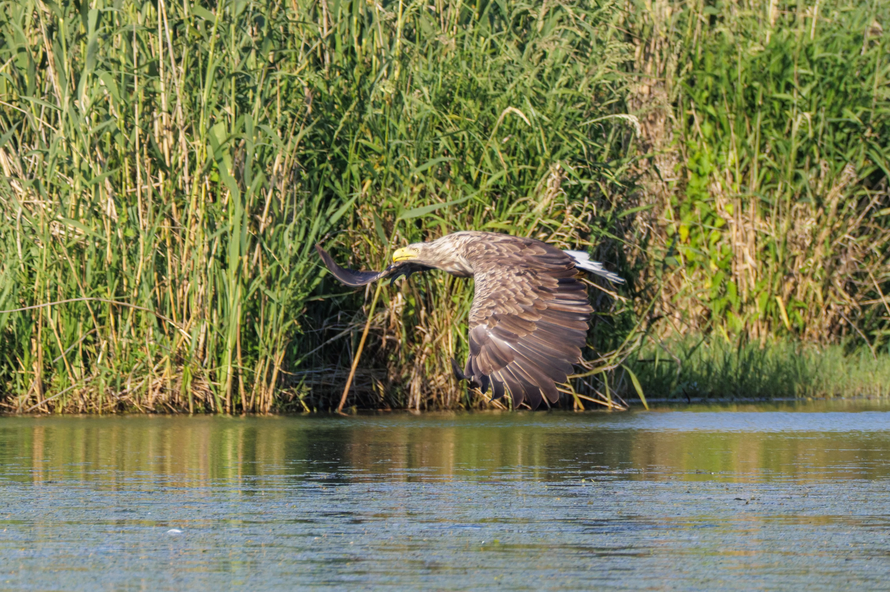 White-tailed Eagle in flight, Danube Delta, Romania — photo by Orlando Prugel-Bennett