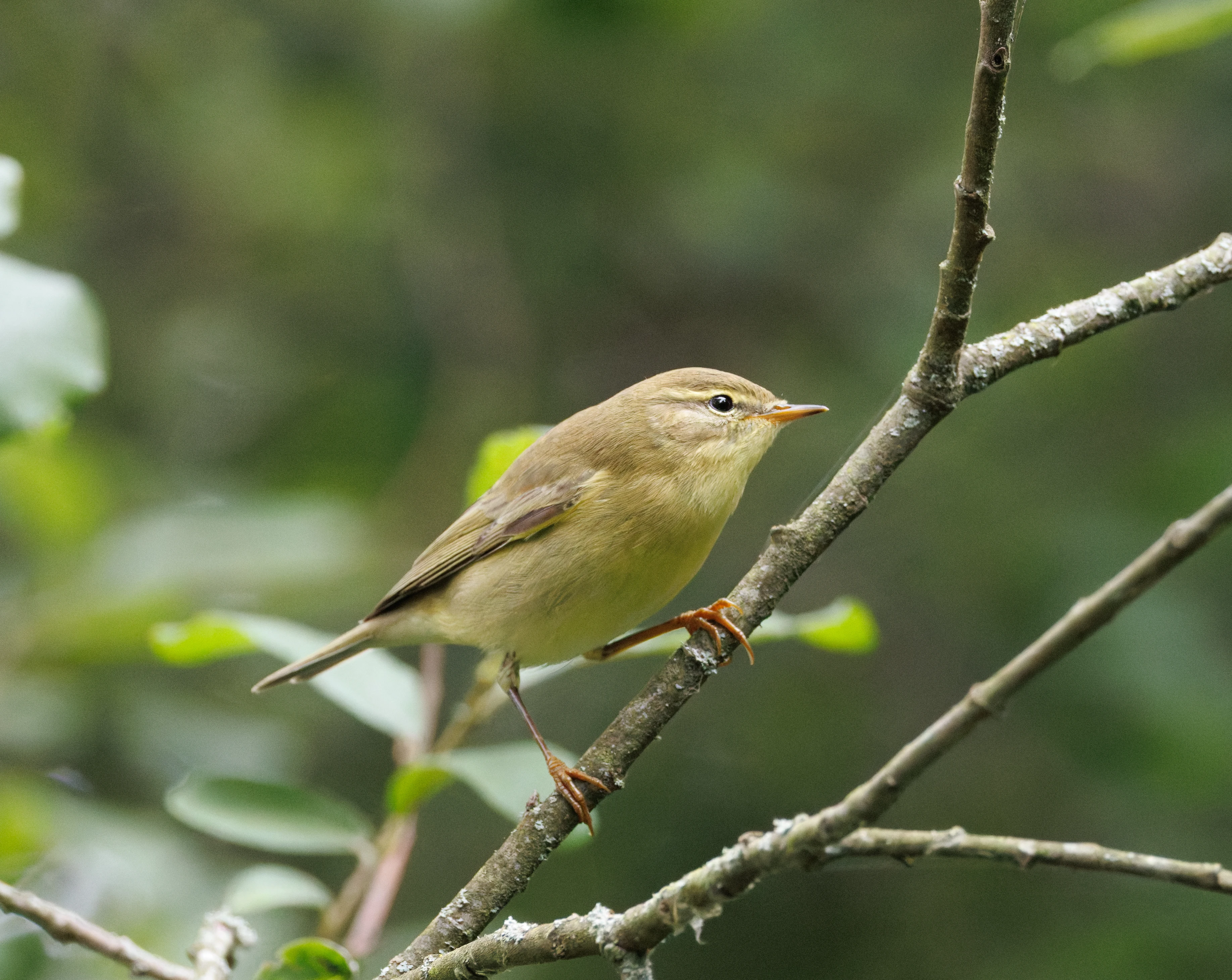 Willow Warbler, Fishlake Meadows, Romsey, Hampshire, UK — photo by Orlando Prugel-Bennett