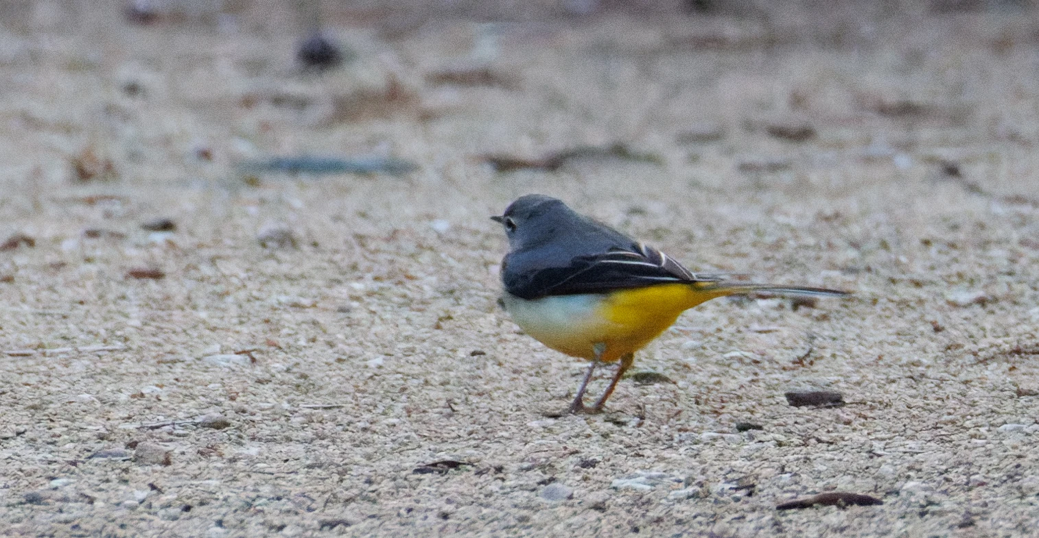 Grey Wagtail, Clot de Galvany, Alicante, Spain — photo by Orlando Prugel-Bennett