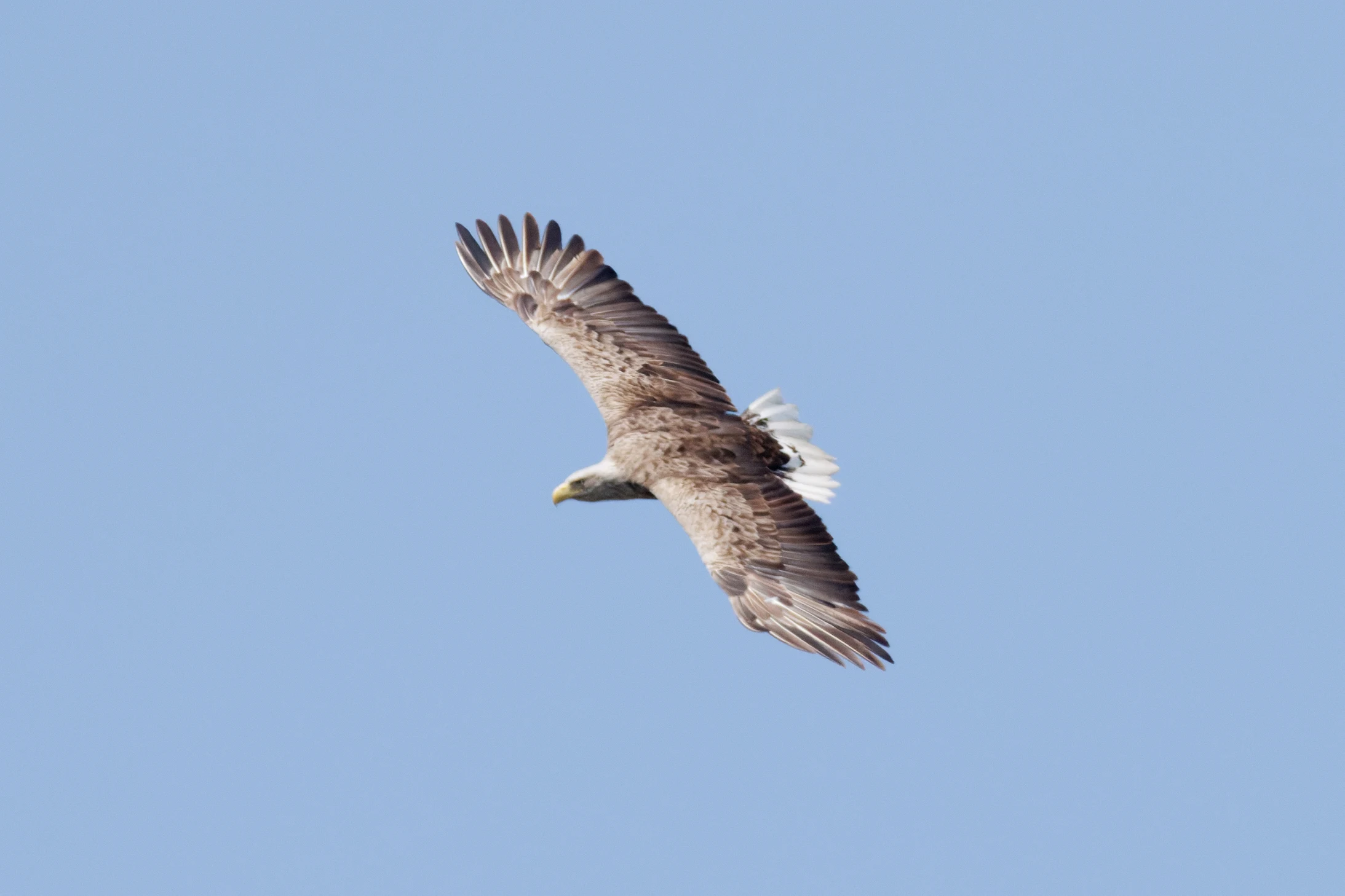 White-tailed Eagle, Danube Delta, Romania — photo by Orlando Prugel-Bennett