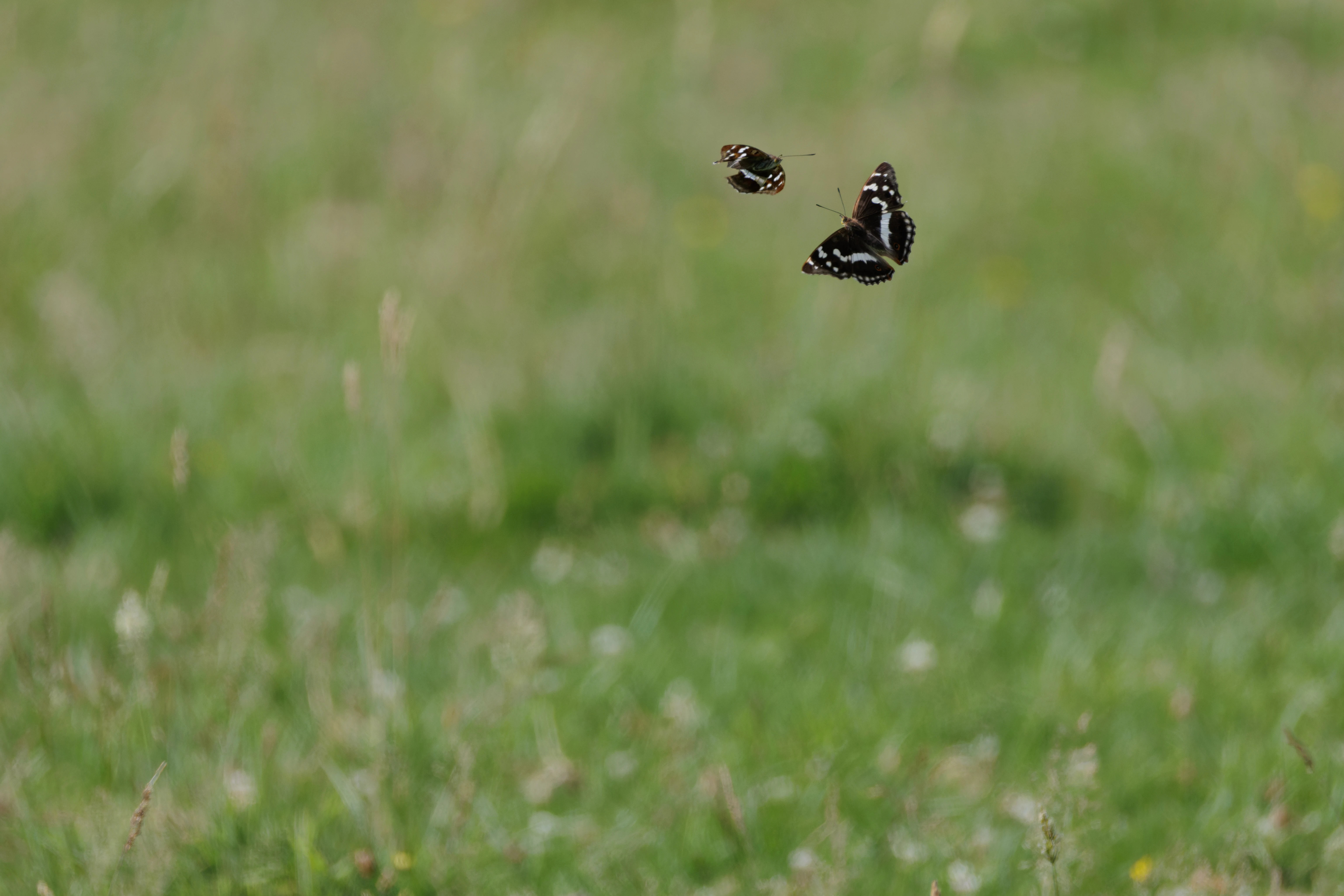 Purple Emperor butterflies, Knepp, West Sussex, UK — photo by Orlando Prugel-Bennett
