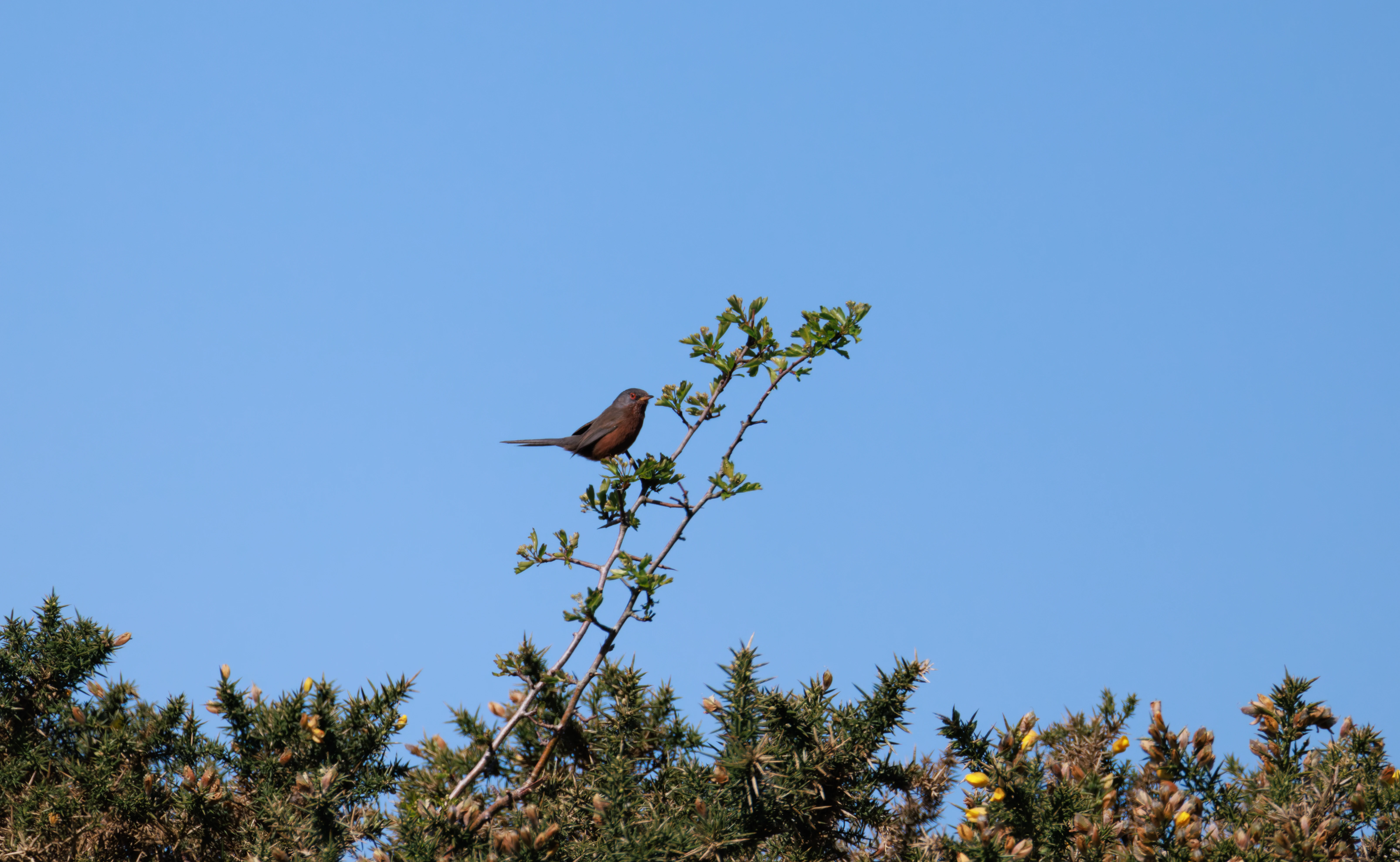 Dartford Warbler, Pig Bush, Hampshire, UK — photo by Orlando Prugel-Bennett