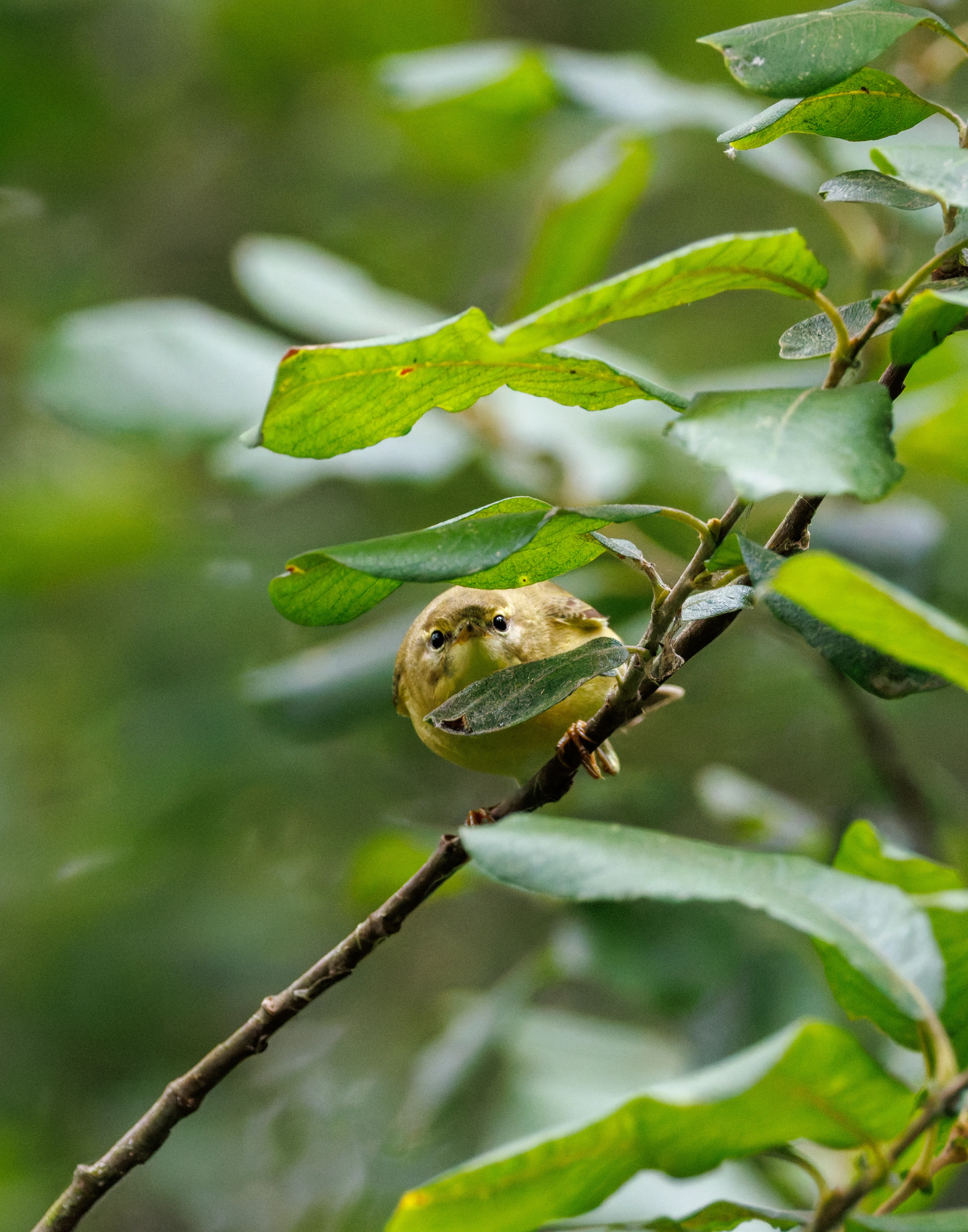 Willow Warbler, Fishlake Meadows, Romsey, Hampshire, UK — photo by Orlando Prugel-Bennett