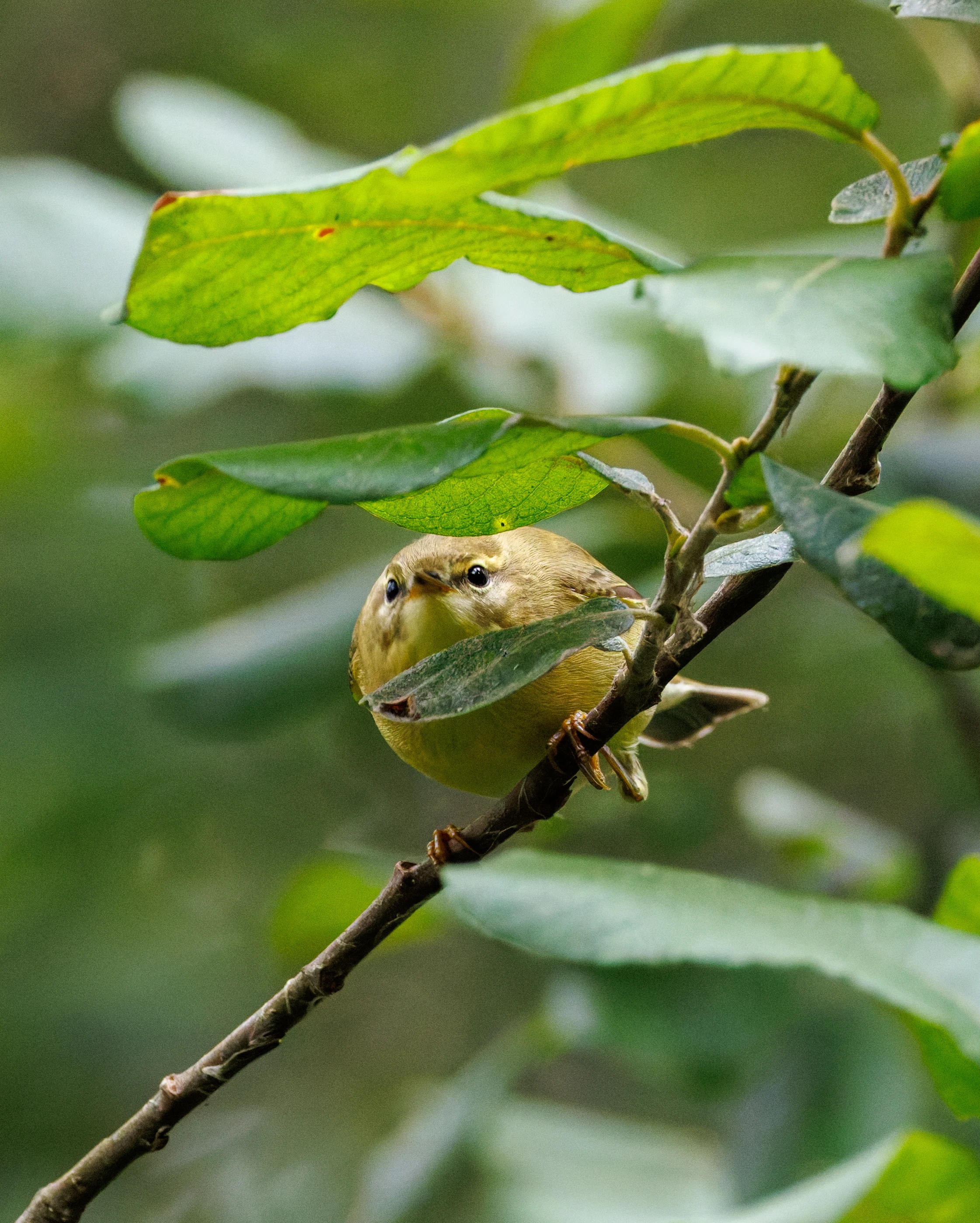 Willow Warbler, Fishlake Meadows, Romsey, Hampshire, UK — photo by Orlando Prugel-Bennett