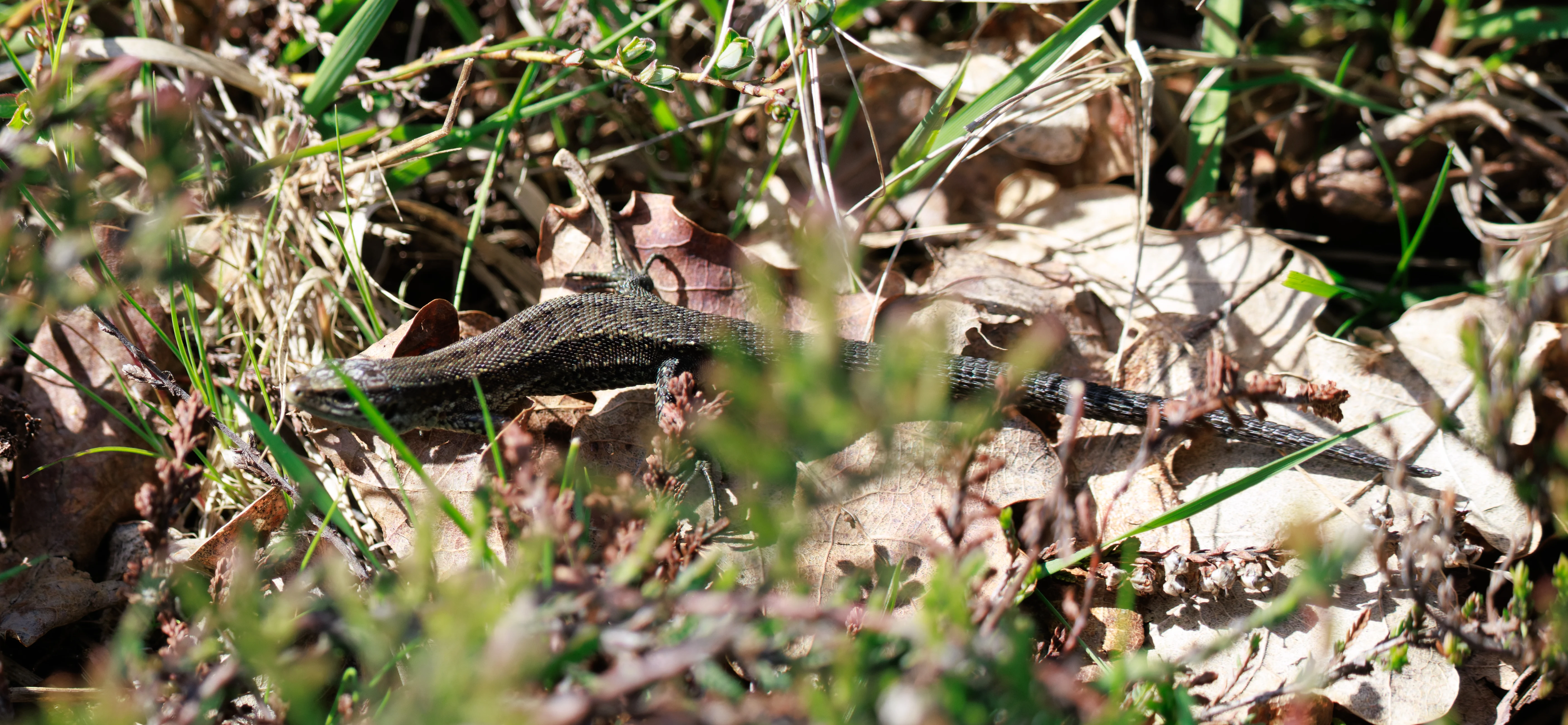 Common Lizard, Pig Bush, Hampshire, UK — photo by Orlando Prugel-Bennett