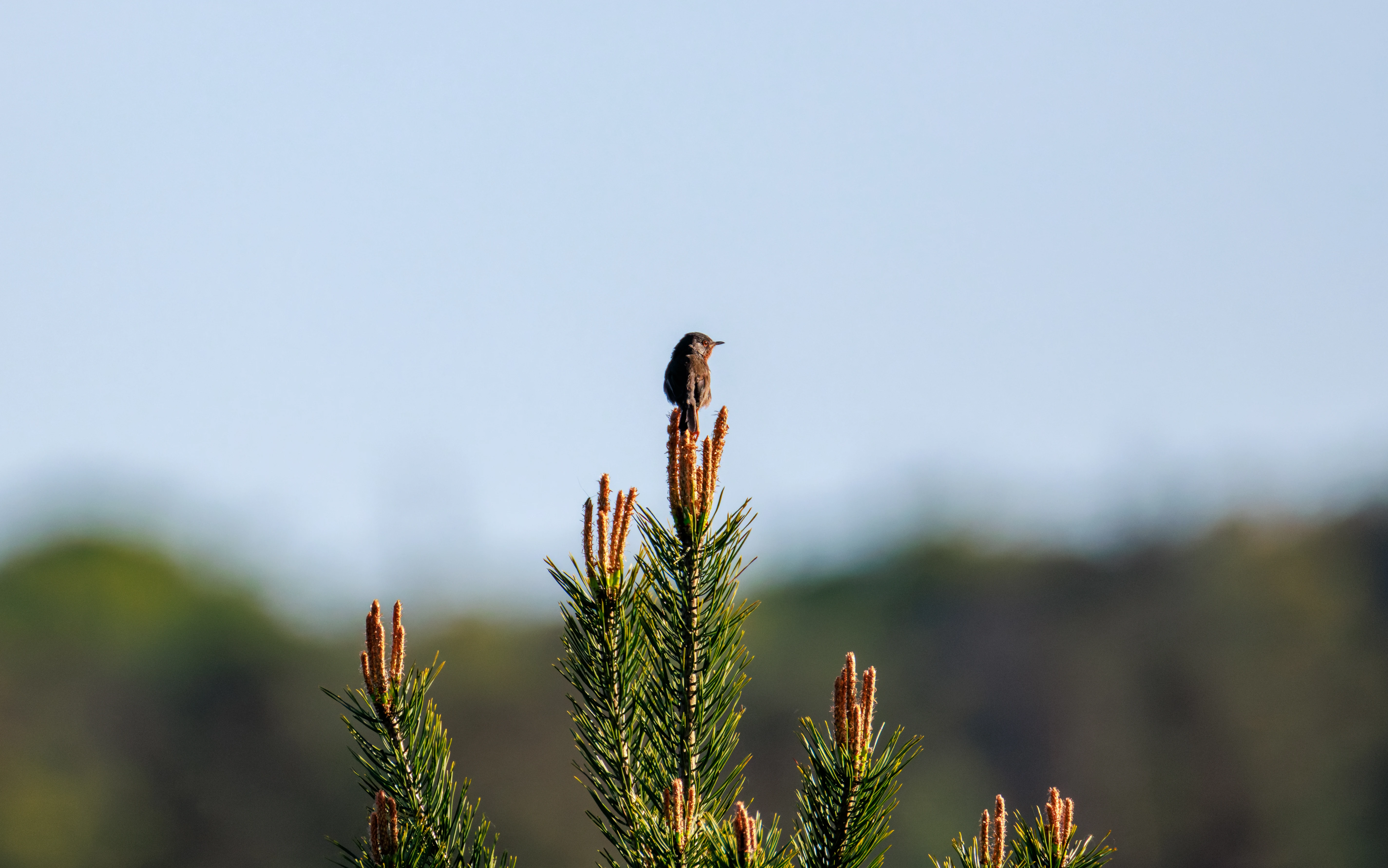 Dartford Warbler, Pig Bush, Hampshire, UK — photo by Orlando Prugel-Bennett