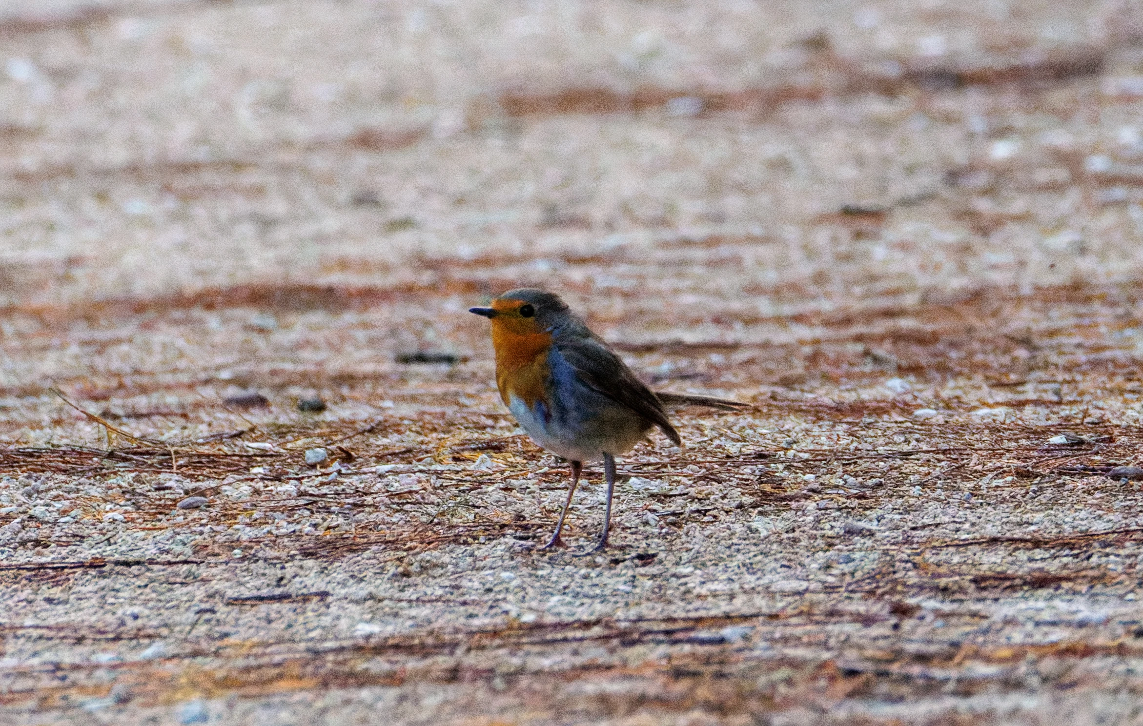 European Robin, Clot de Galvany, Alicante, Spain — photo by Orlando Prugel-Bennett