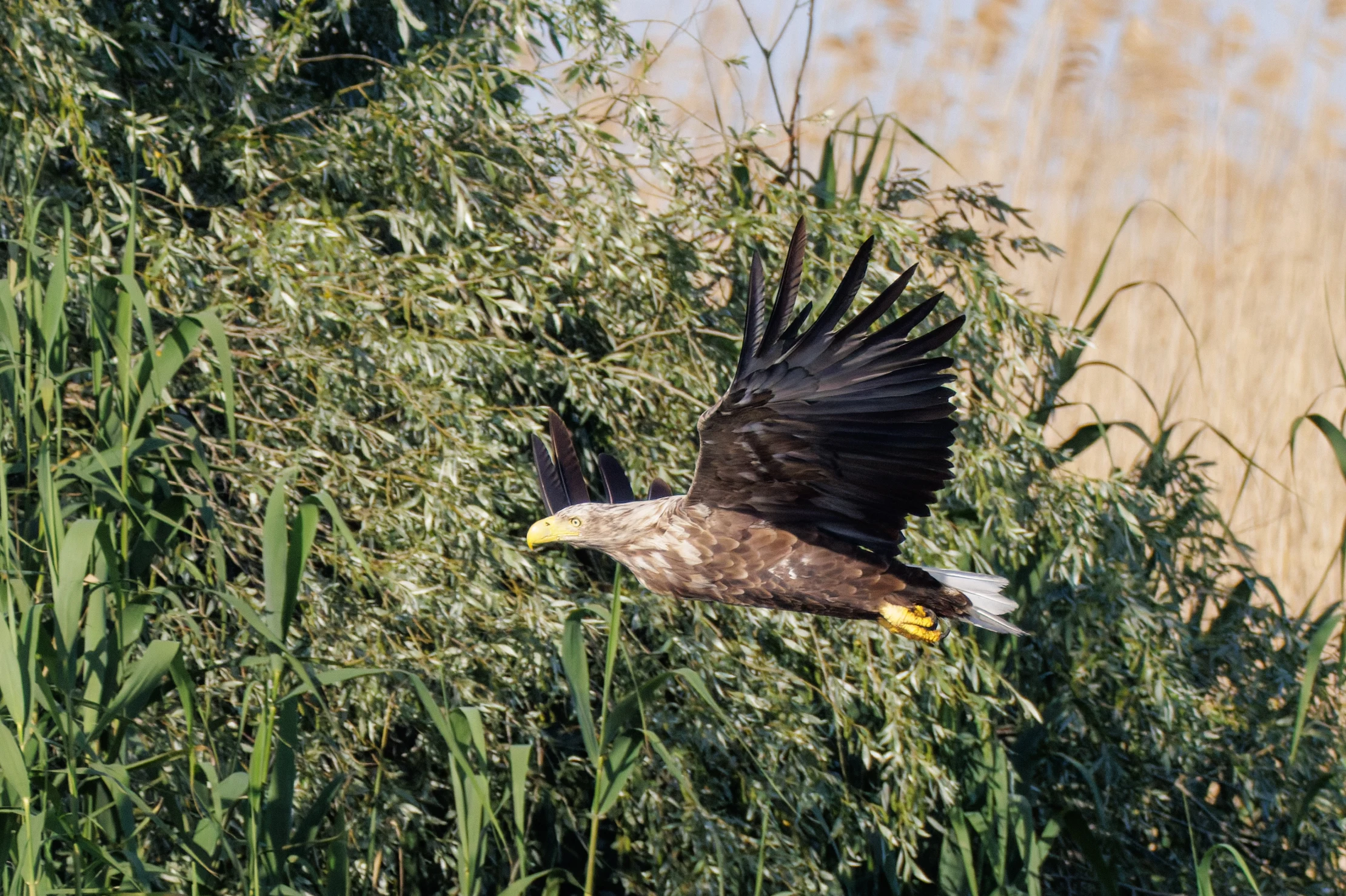 White-tailed Eagle, Danube Delta, Romania — photo by Orlando Prugel-Bennett