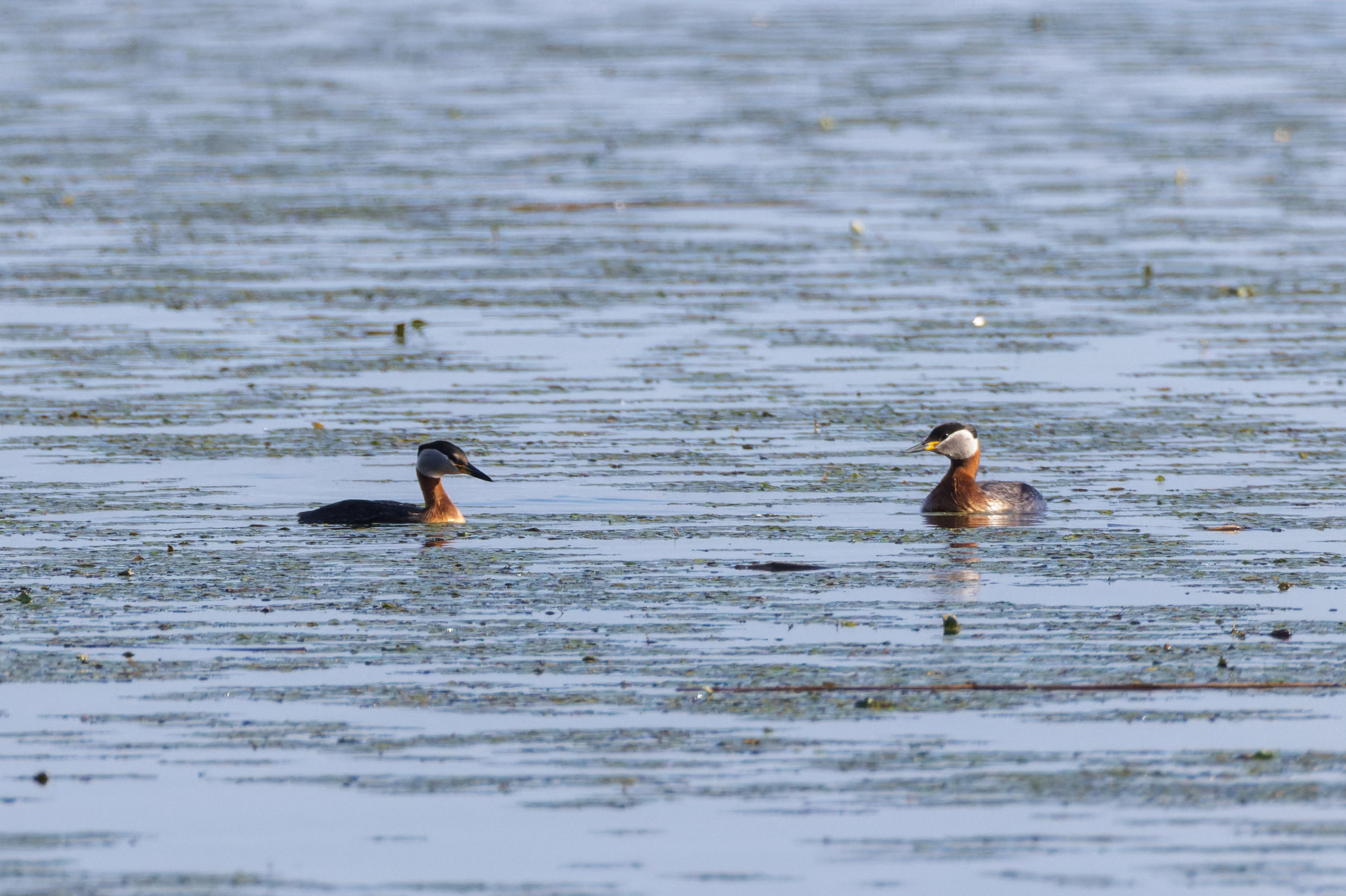 Red-necked Grebes, Danube Delta, Romania — photo by Orlando Prugel-Bennett