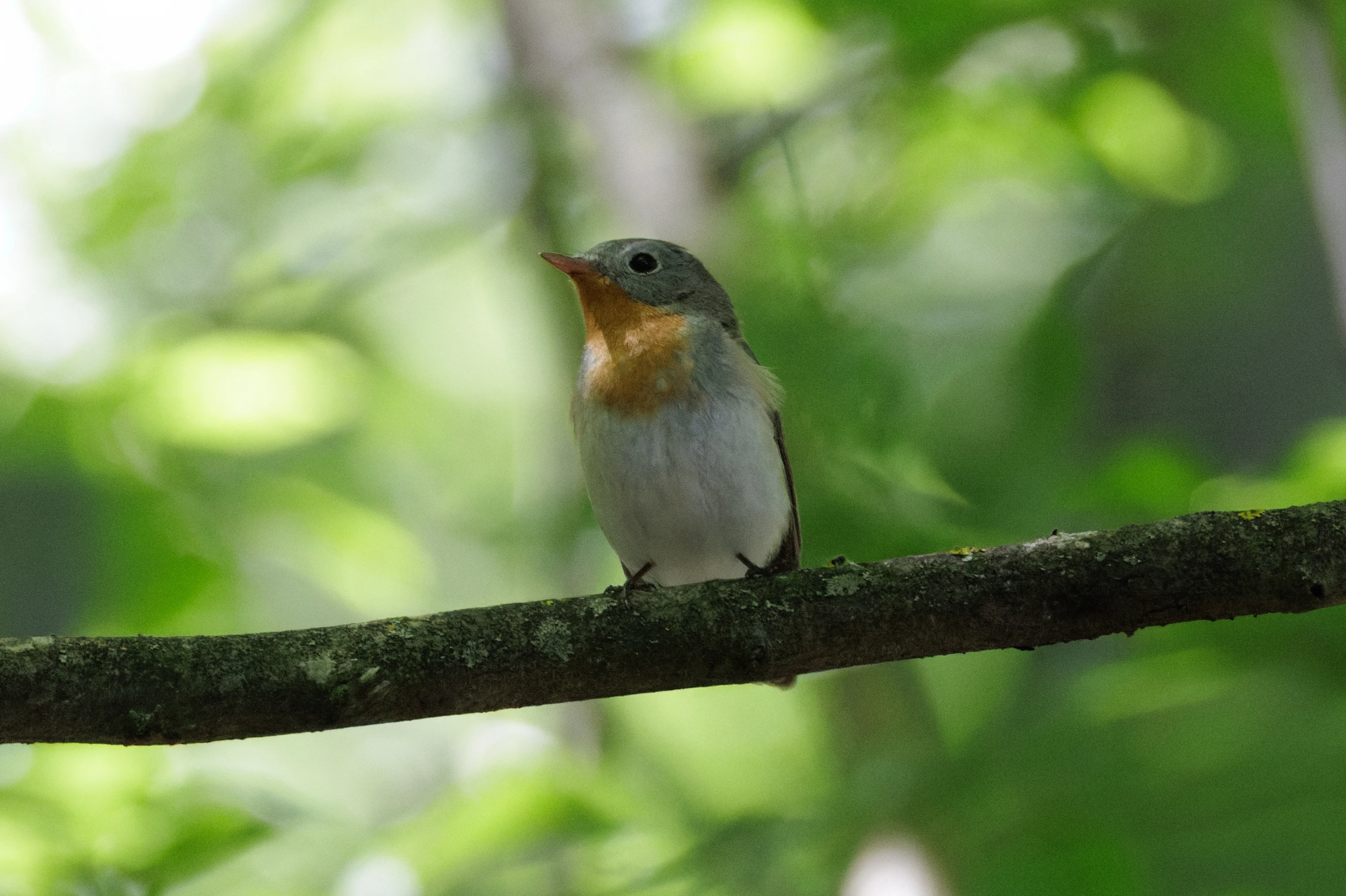 Red-breasted Flycatcher, Romanian Steppe, Romania — photo by Orlando Prugel-Bennett