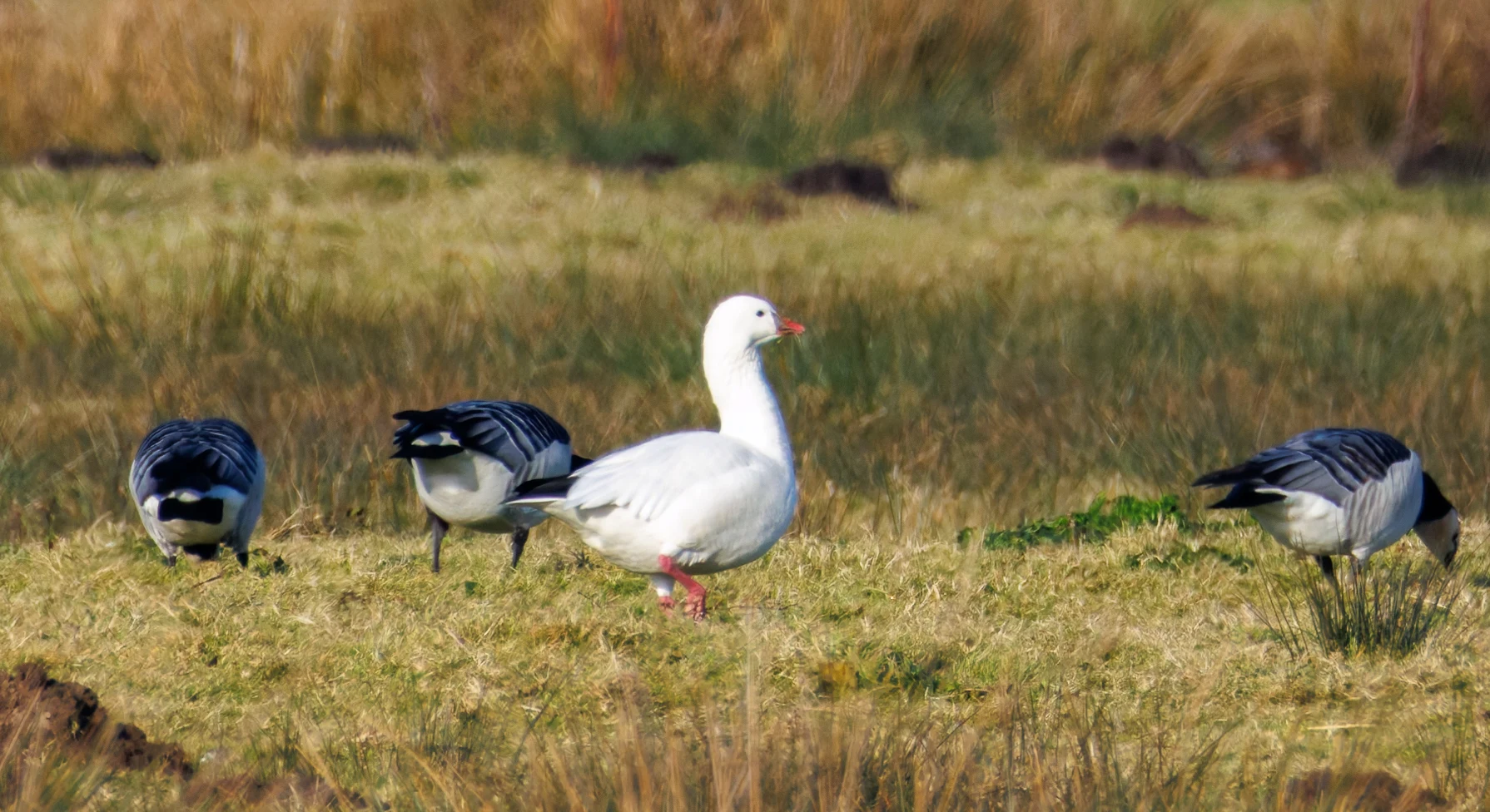 Ross's Goose and Barnacle Geese, Netherlands — photo by Orlando Prugel-Bennett