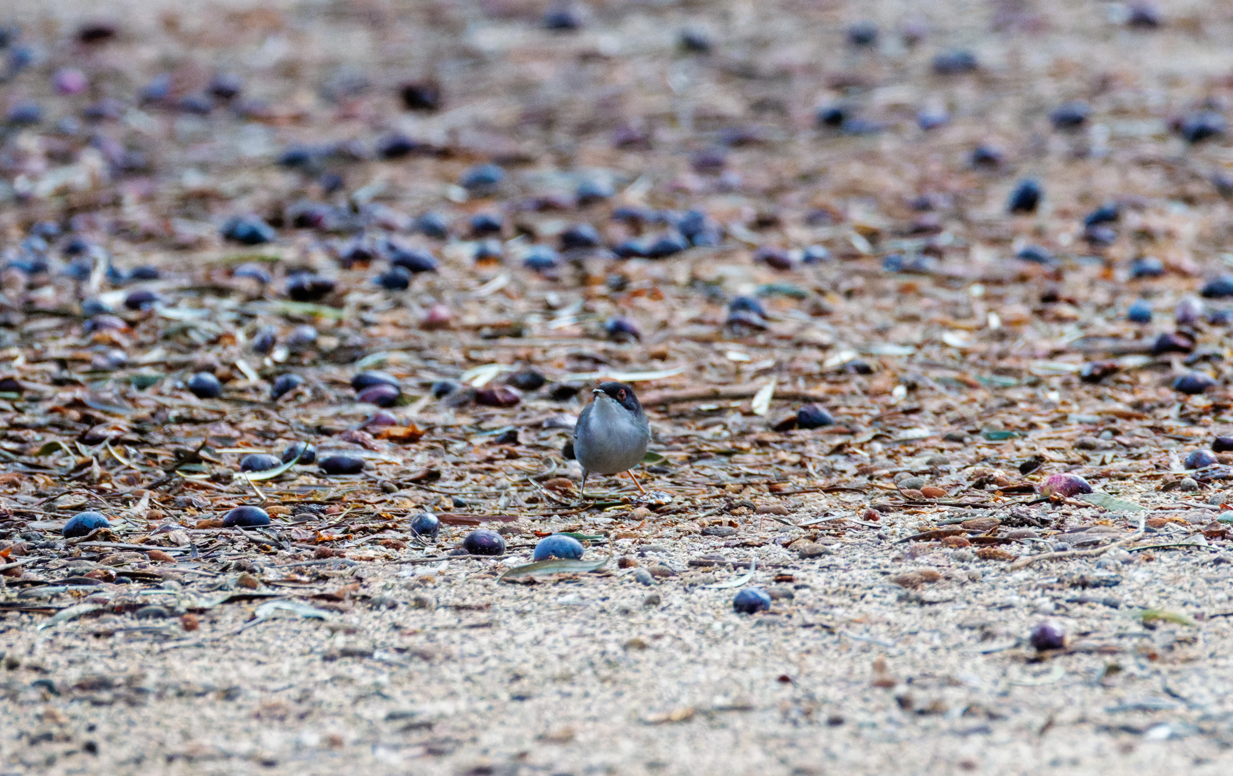 Sardinian Warbler, Clot de Galvany, Alicante, Spain — photo by Orlando Prugel-Bennett