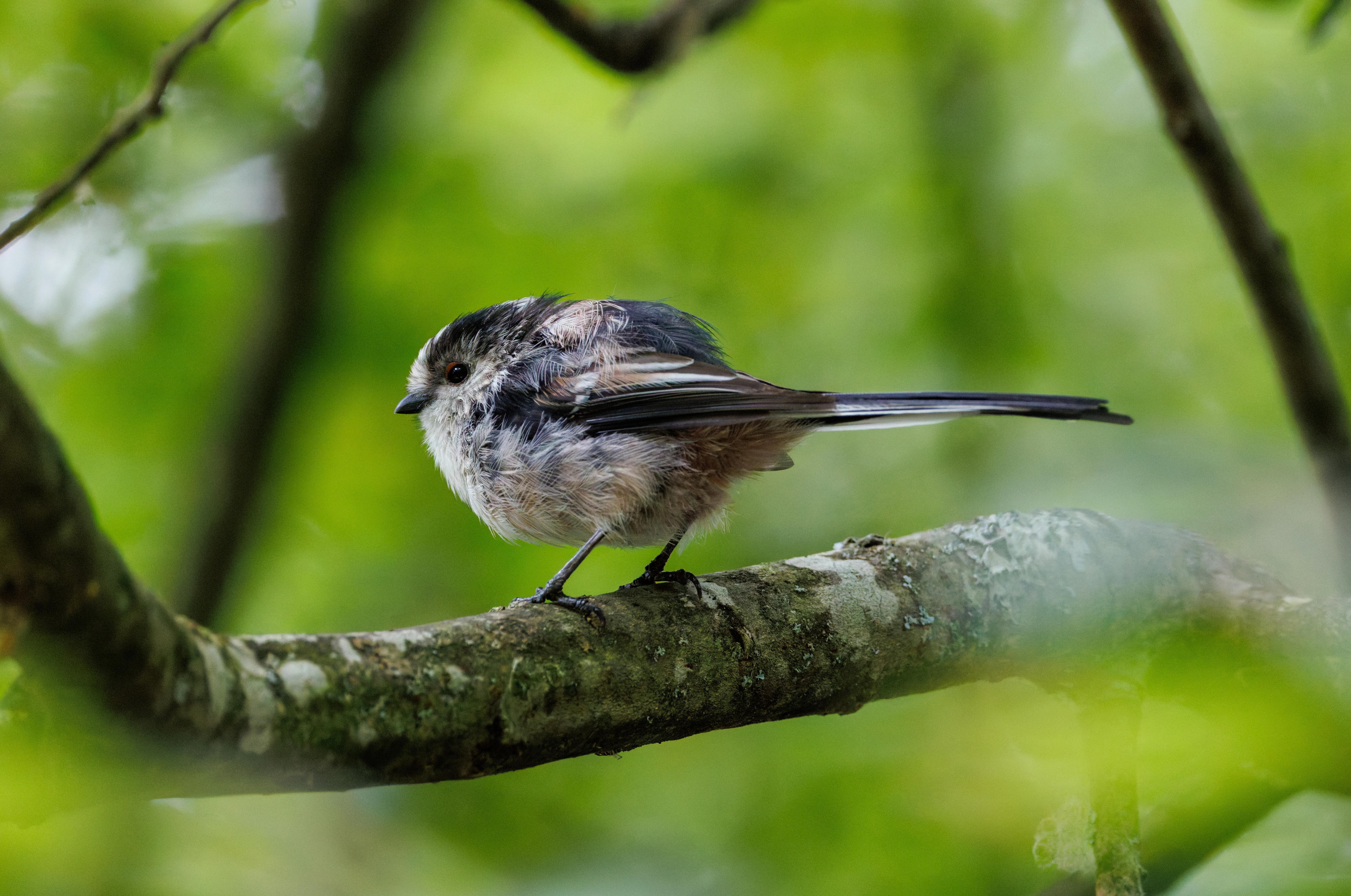 Long-tailed Tit, Fishlake Meadows, Romsey, Hampshire, UK — photo by Orlando Prugel-Bennett