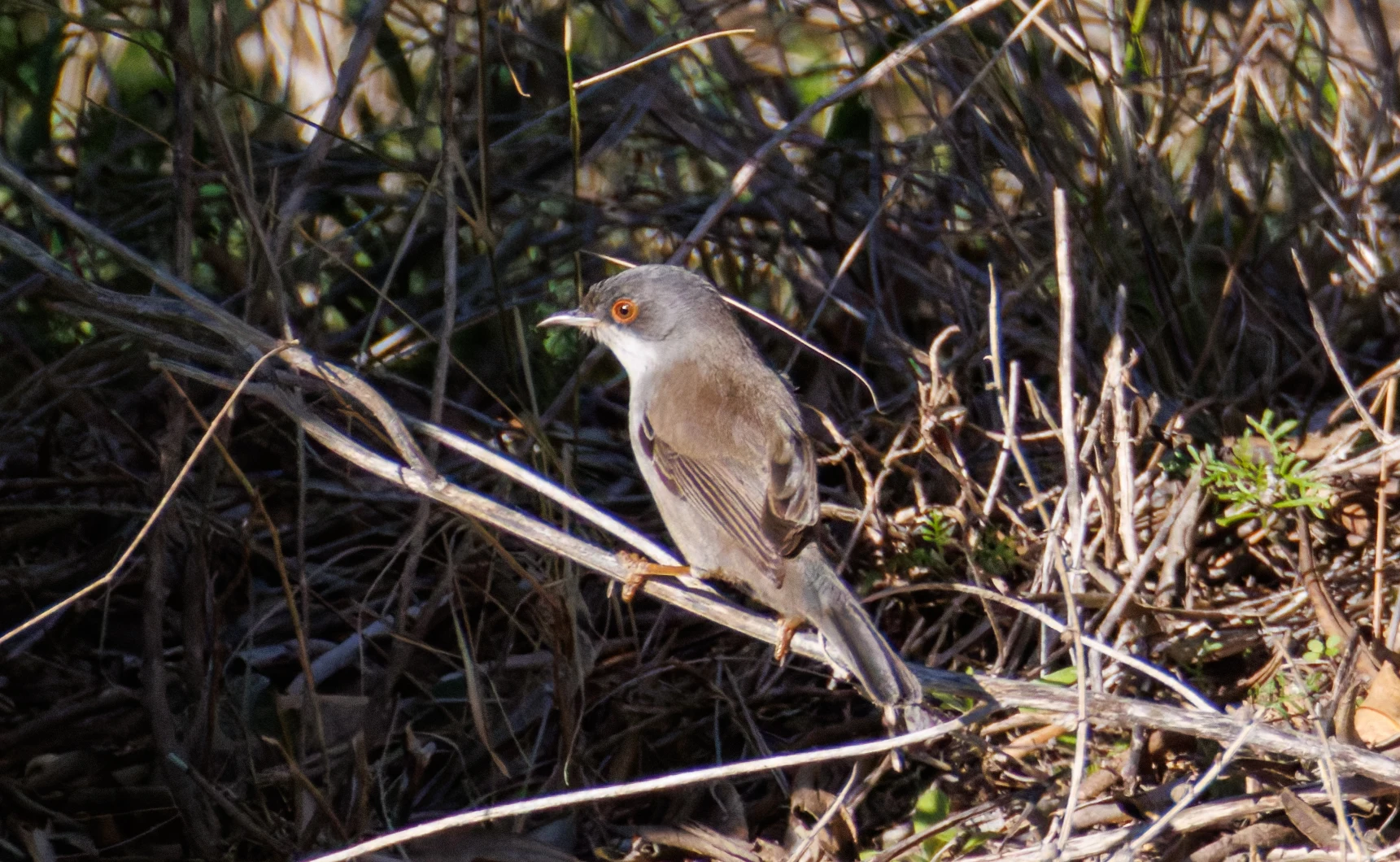 Sardinian Warbler, Maigmo, Alicante, Spain — photo by Orlando Prugel-Bennett