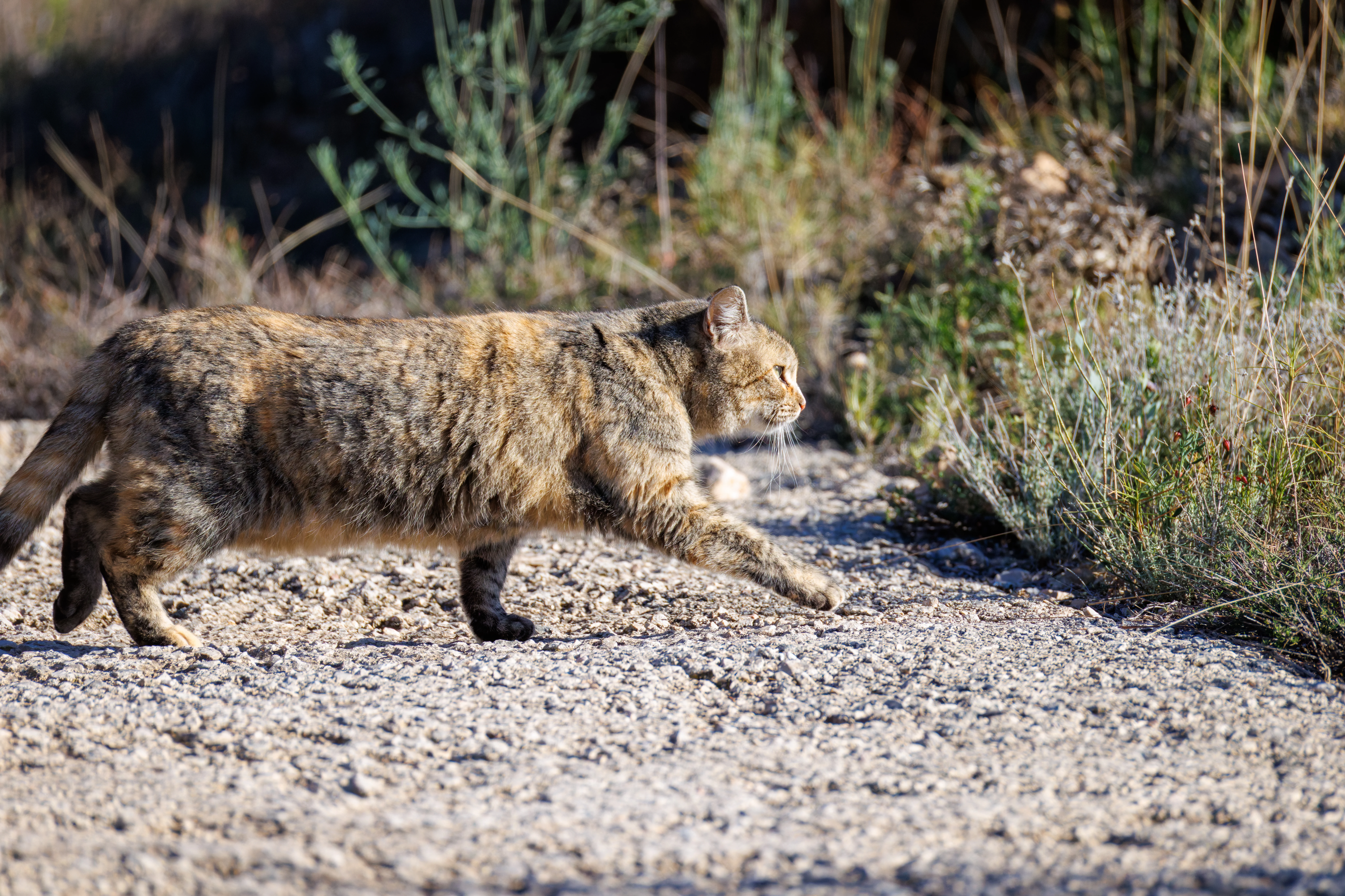 Cat, Maigmo, Alicante, Spain — photo by Orlando Prugel-Bennett