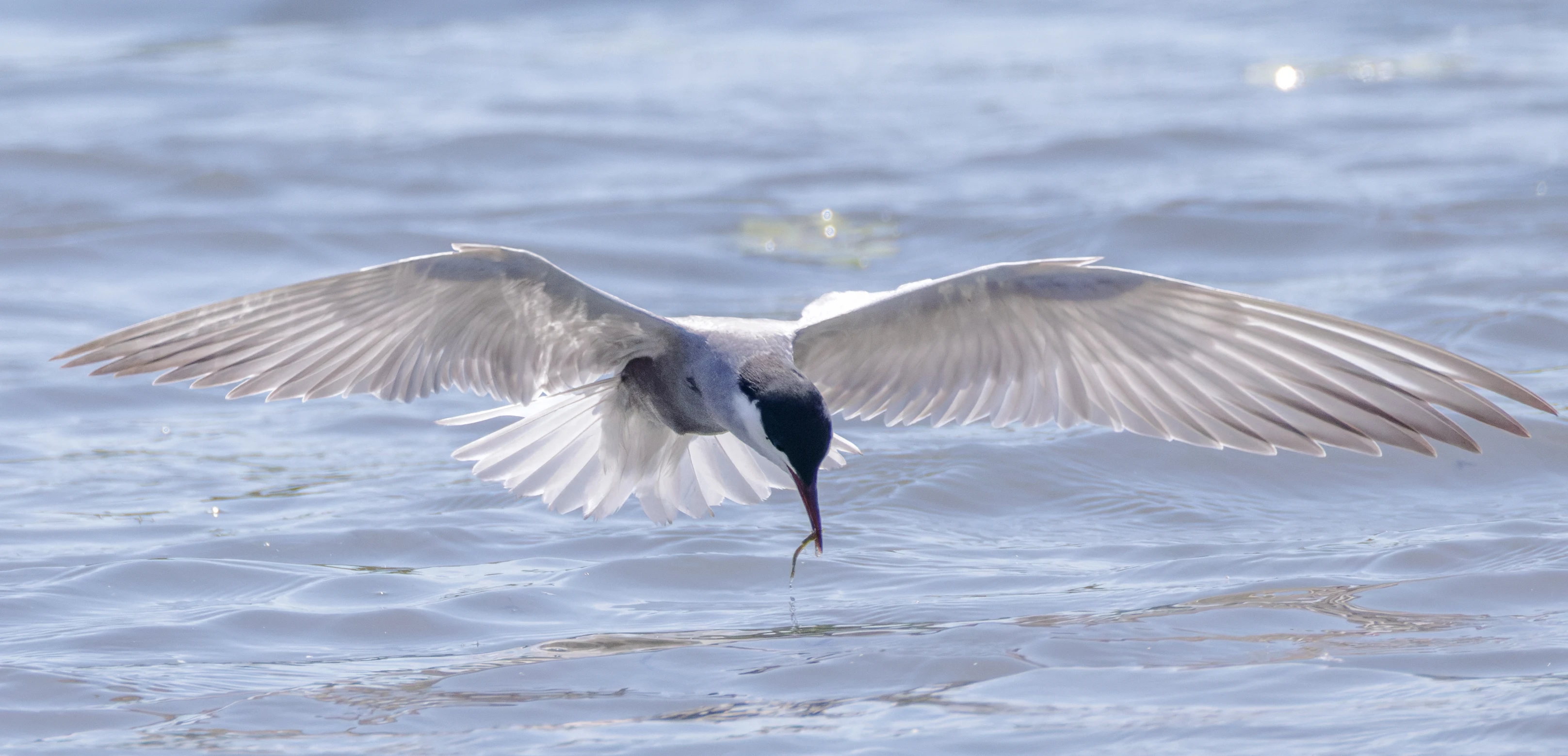 Whiskered Tern, Danube Delta, Romania — photo by Orlando Prugel-Bennett