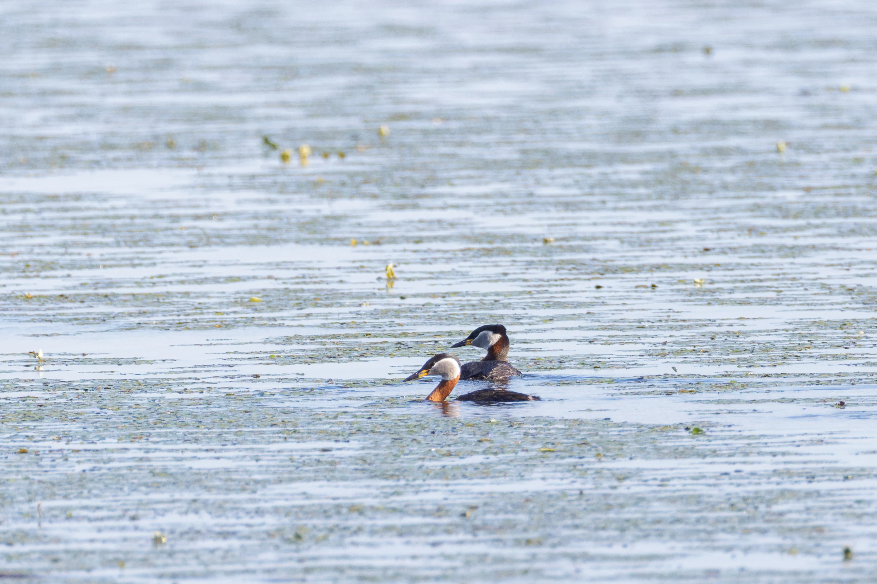 Red-necked Grebes, Danube Delta, Romania — photo by Orlando Prugel-Bennett
