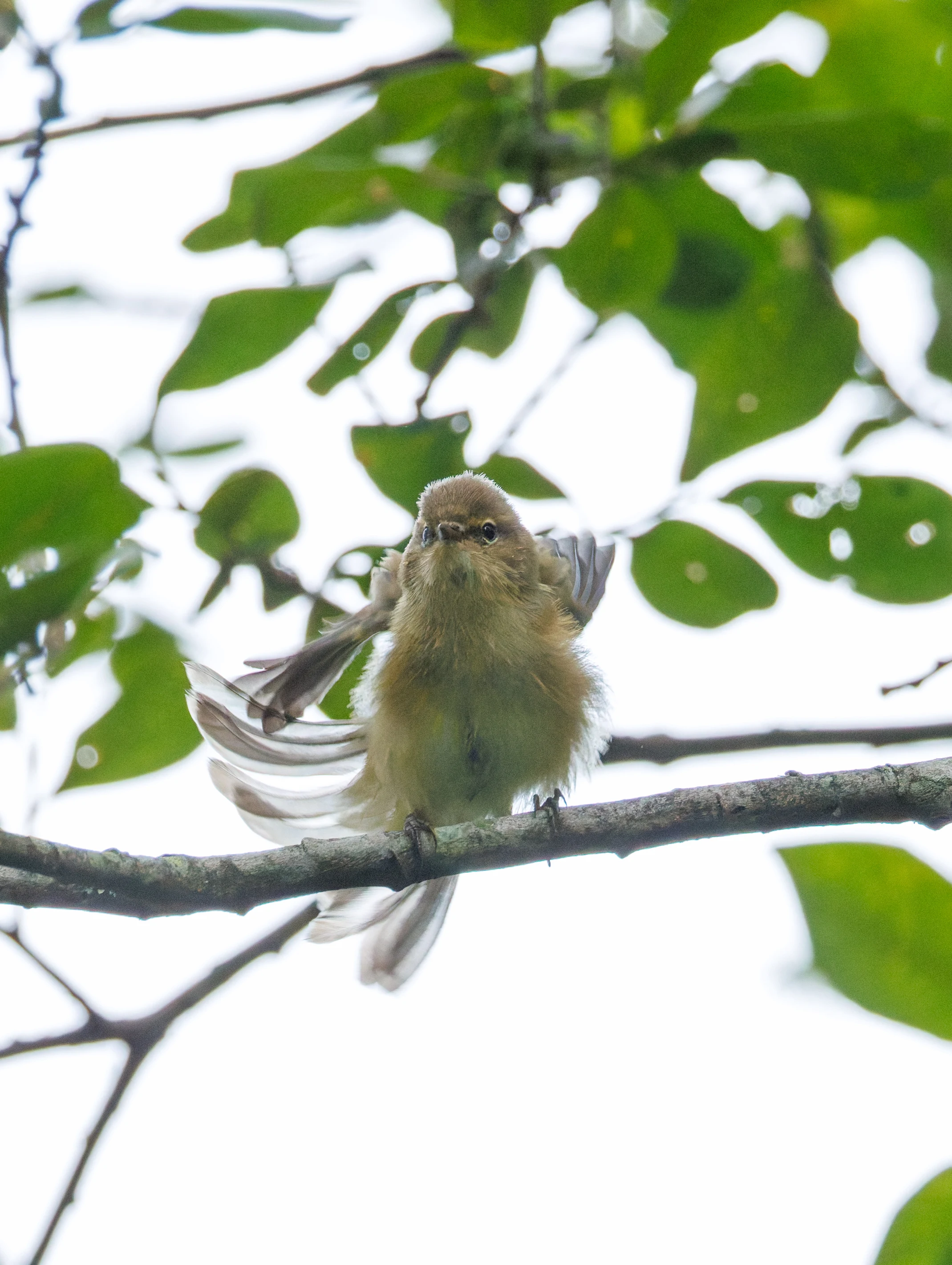 Chiffchaff, Fishlake Meadows, Romsey, Hampshire, UK — photo by Orlando Prugel-Bennett