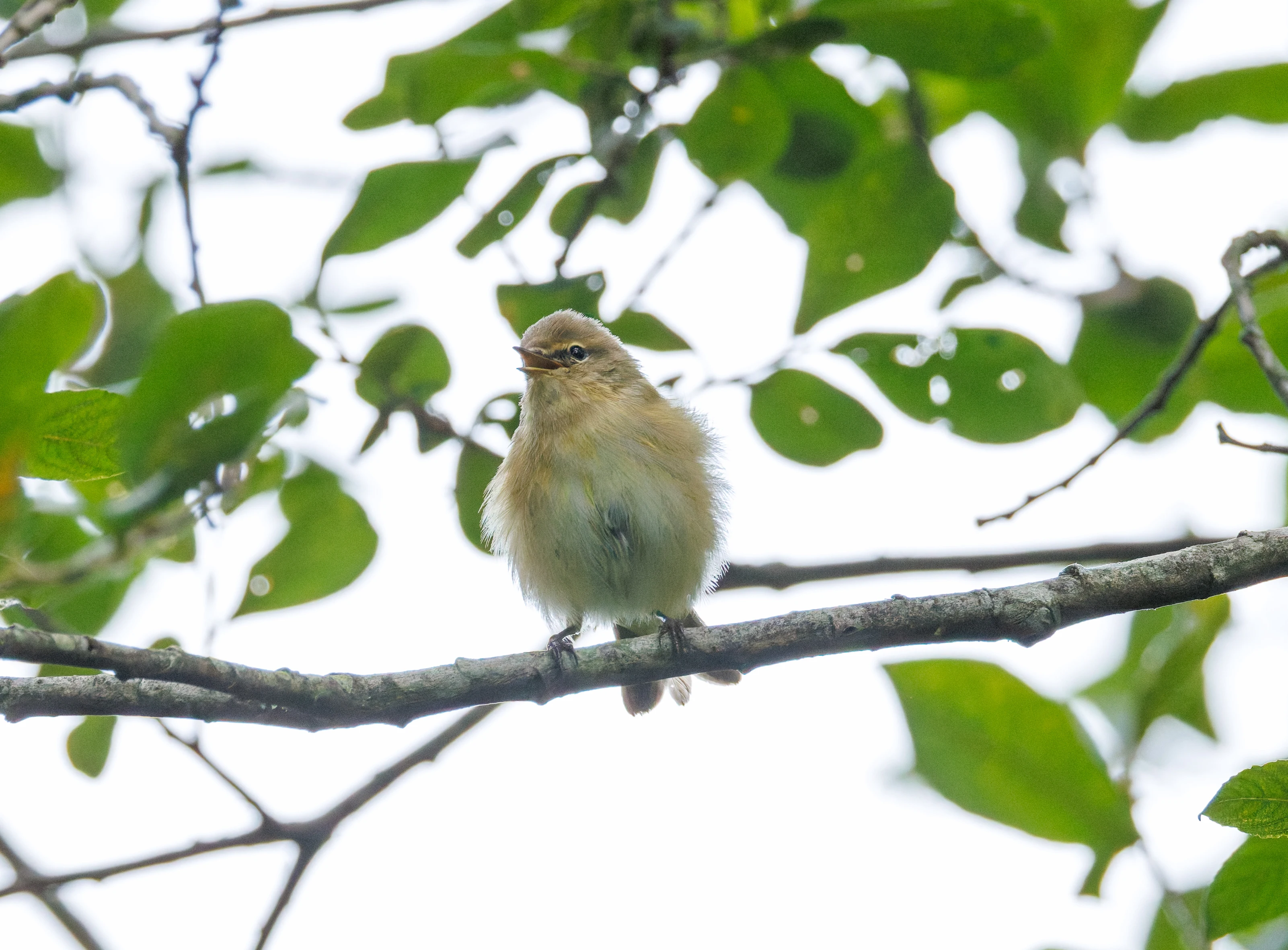 Chiffchaff, Fishlake Meadows, Romsey, Hampshire, UK — photo by Orlando Prugel-Bennett