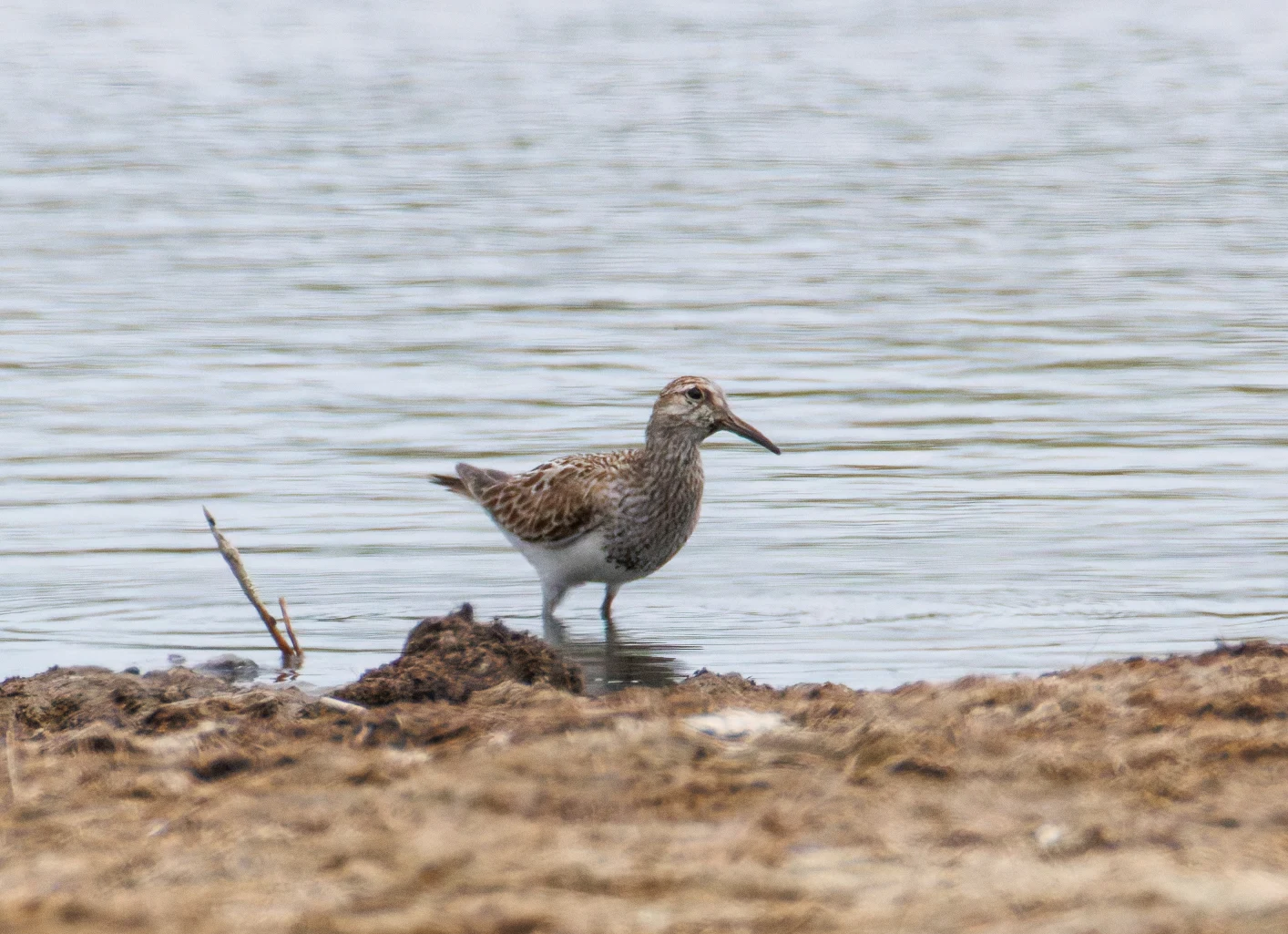 Pectoral Sandpiper, Farlington Marshes, Portsmouth, Hampshire, UK — photo by Orlando Prugel-Bennett