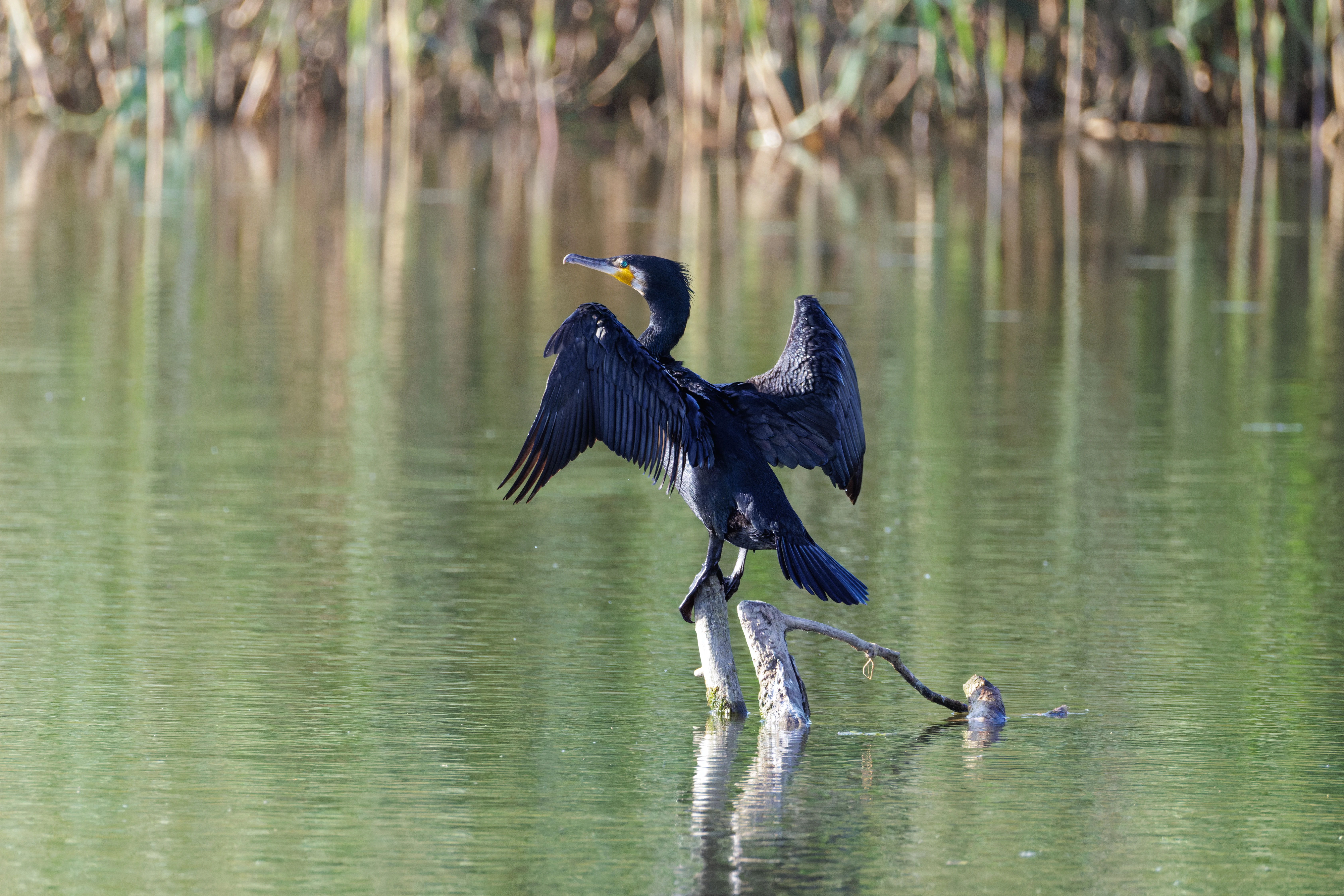 Great Cormorant, Danube Delta, Romania — photo by Orlando Prugel-Bennett